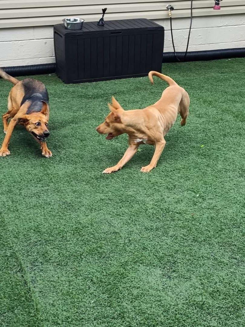 Lulu, a Adoptable mixed breed in Mount Juliet, TN image 5/5