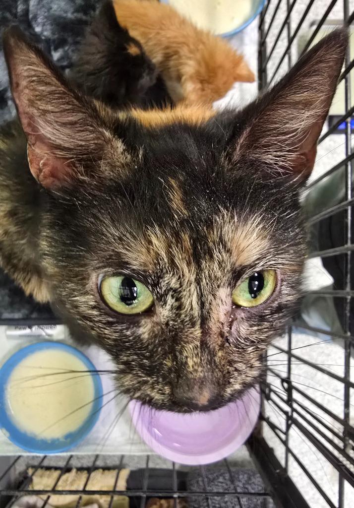 TeePee (2 Ply), Adoptable, Young Female Domestic Short Hair.