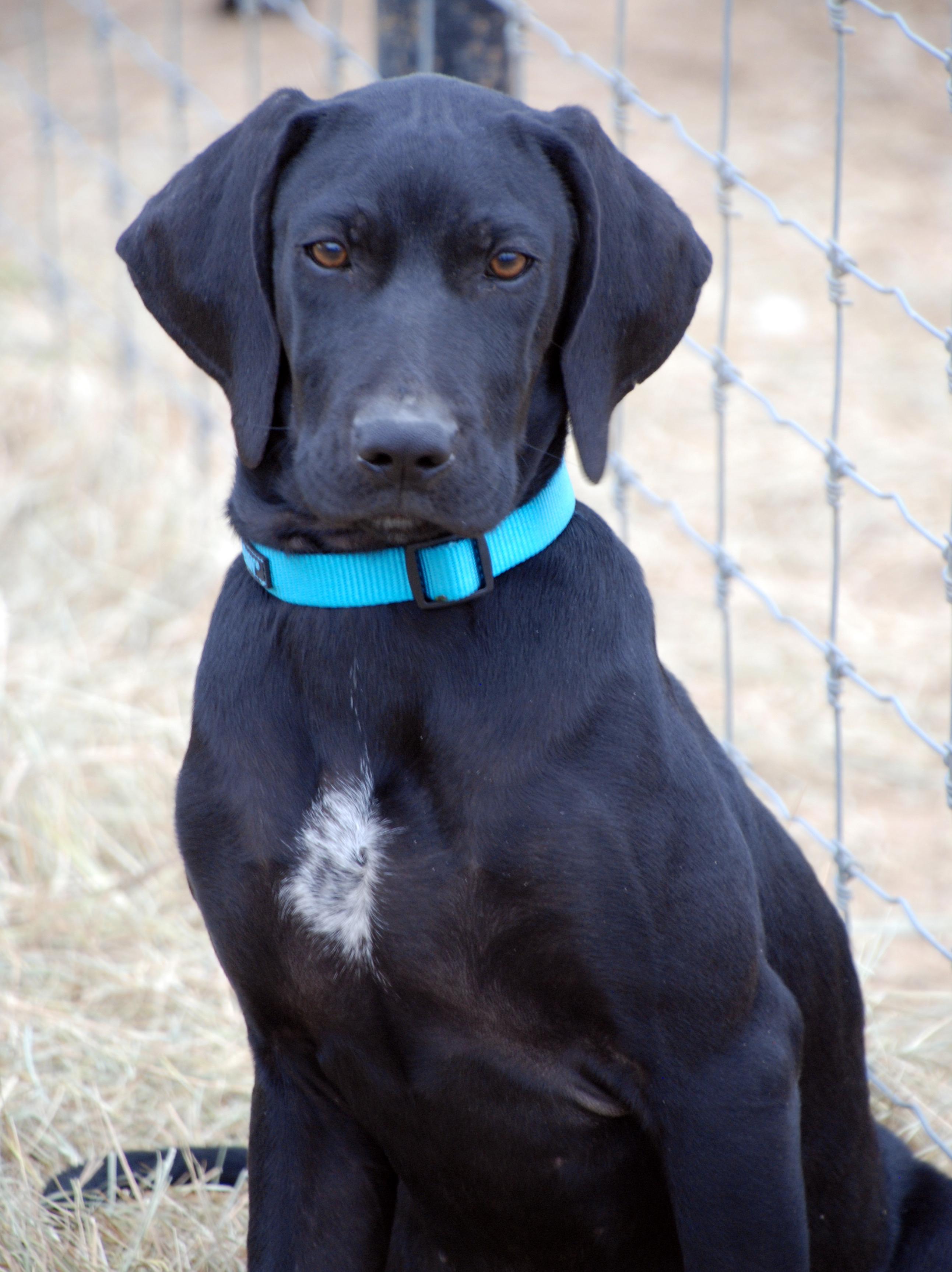 Enlarge Vinnie, an adopted mixed breed in Madisonville, TX image 1/4
