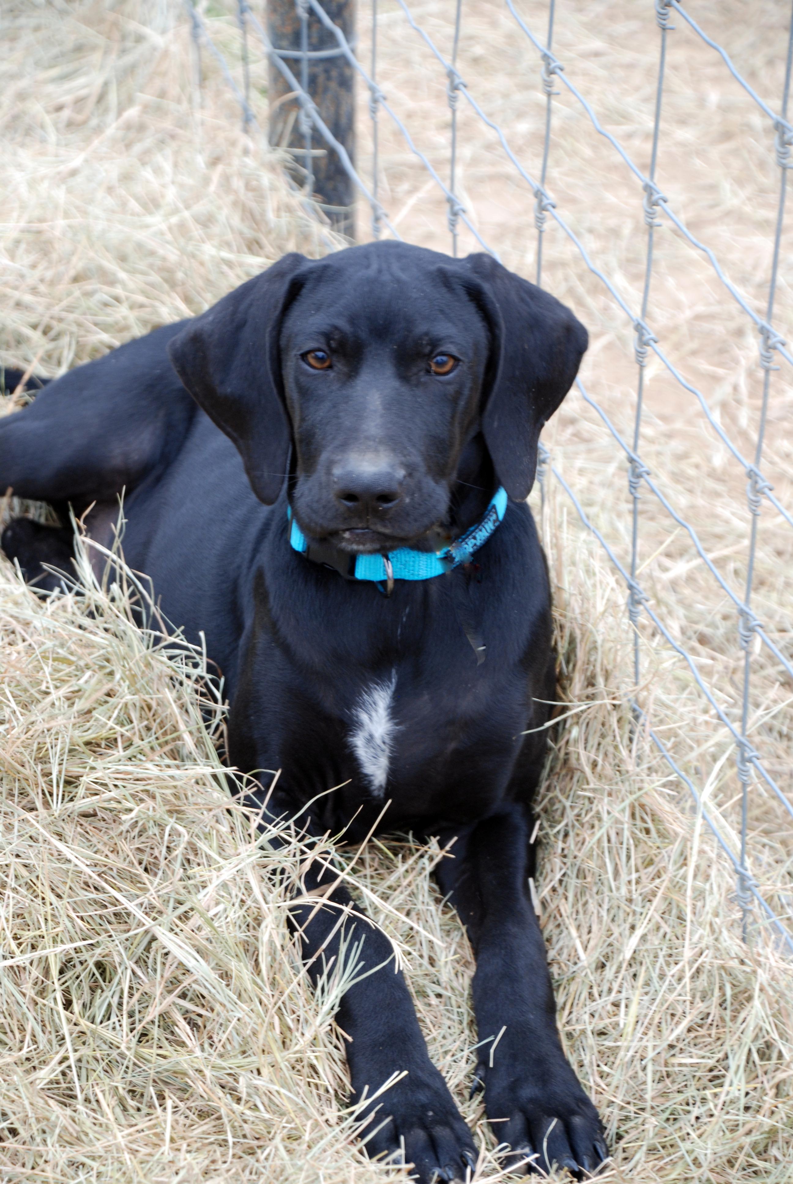 Enlarge Vinnie, an adopted mixed breed in Madisonville, TX image 3/4