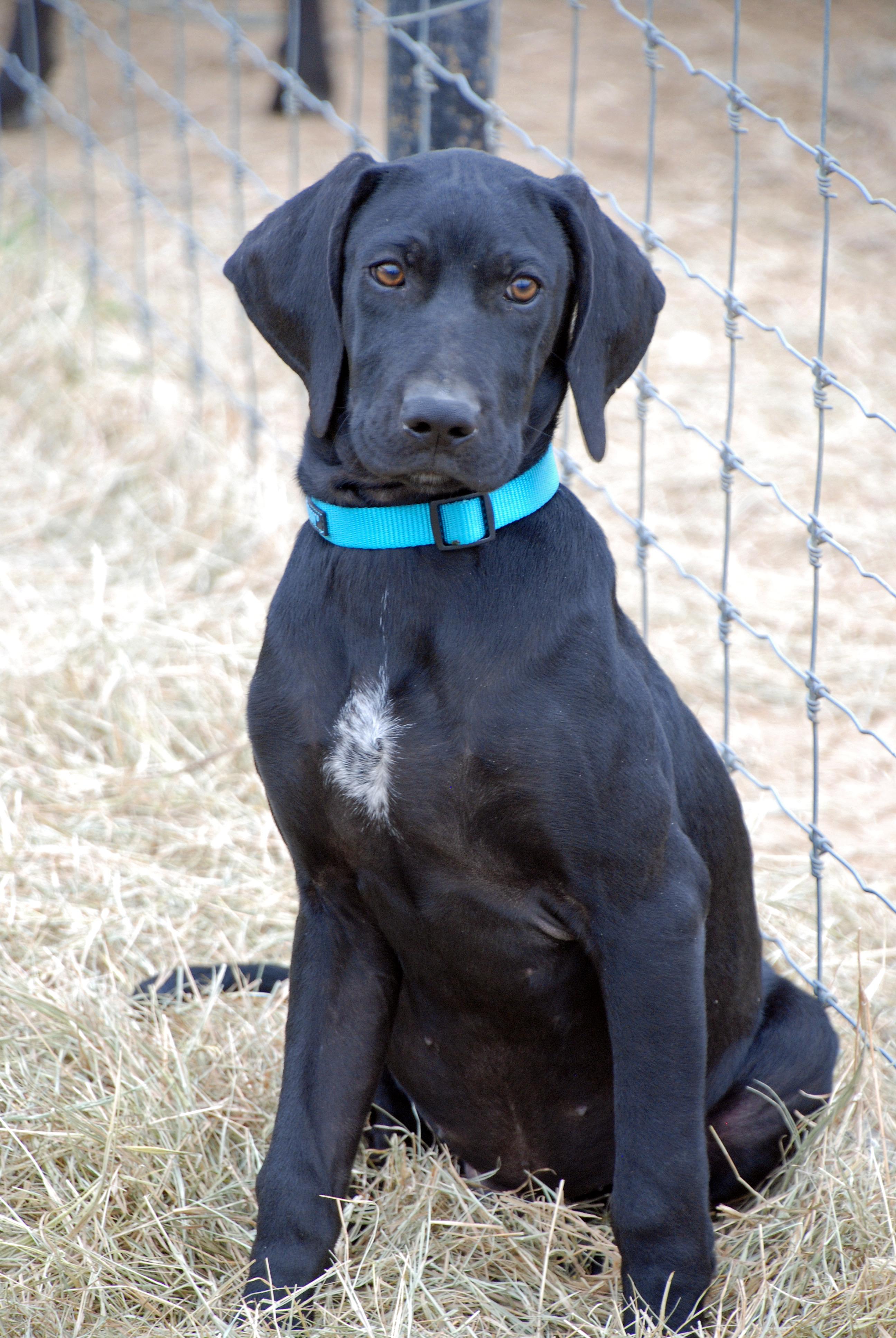 Enlarge Vinnie, an adopted mixed breed in Madisonville, TX image 2/4
