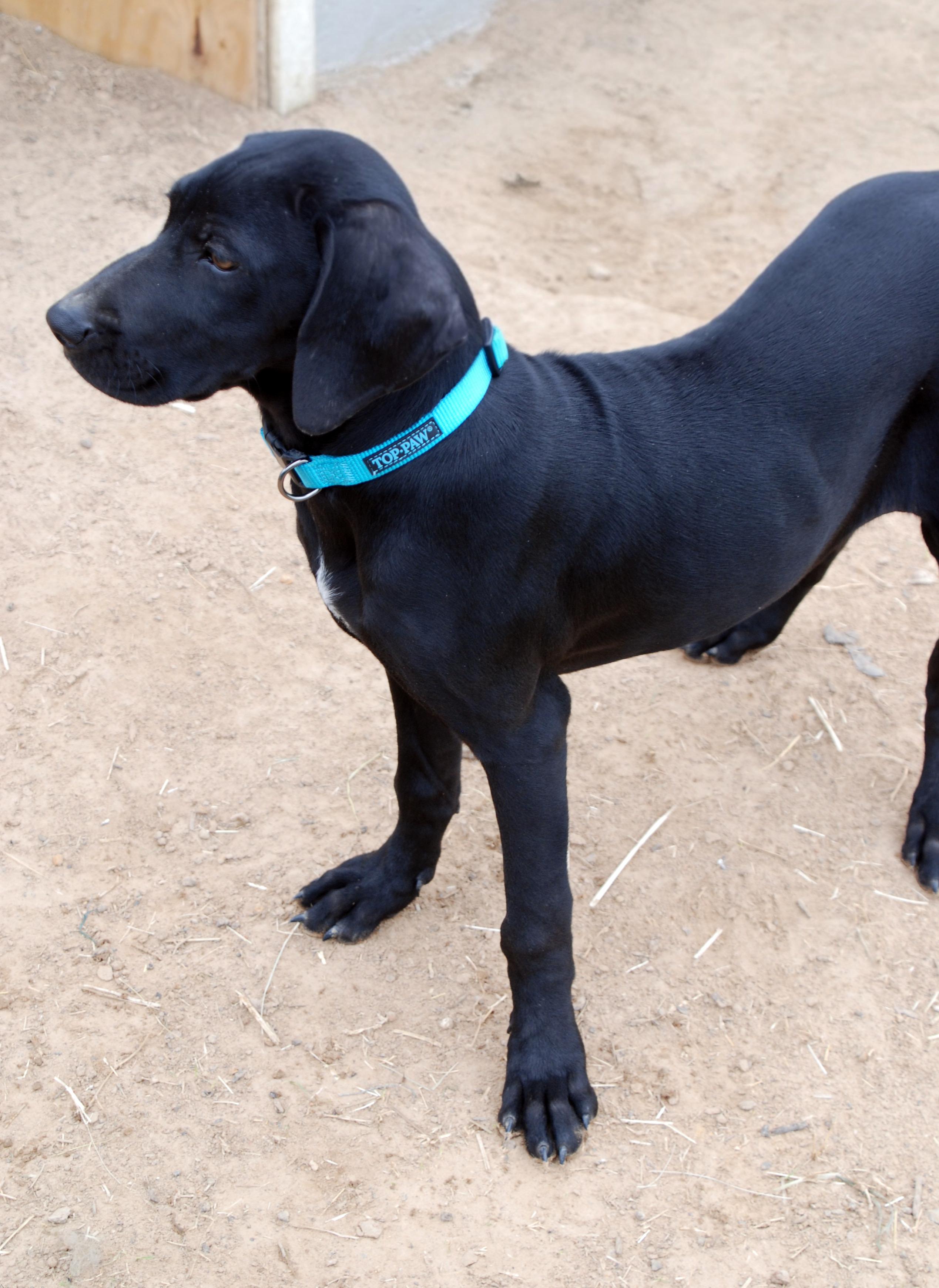 Enlarge Vinnie, an adopted mixed breed in Madisonville, TX image 4/4