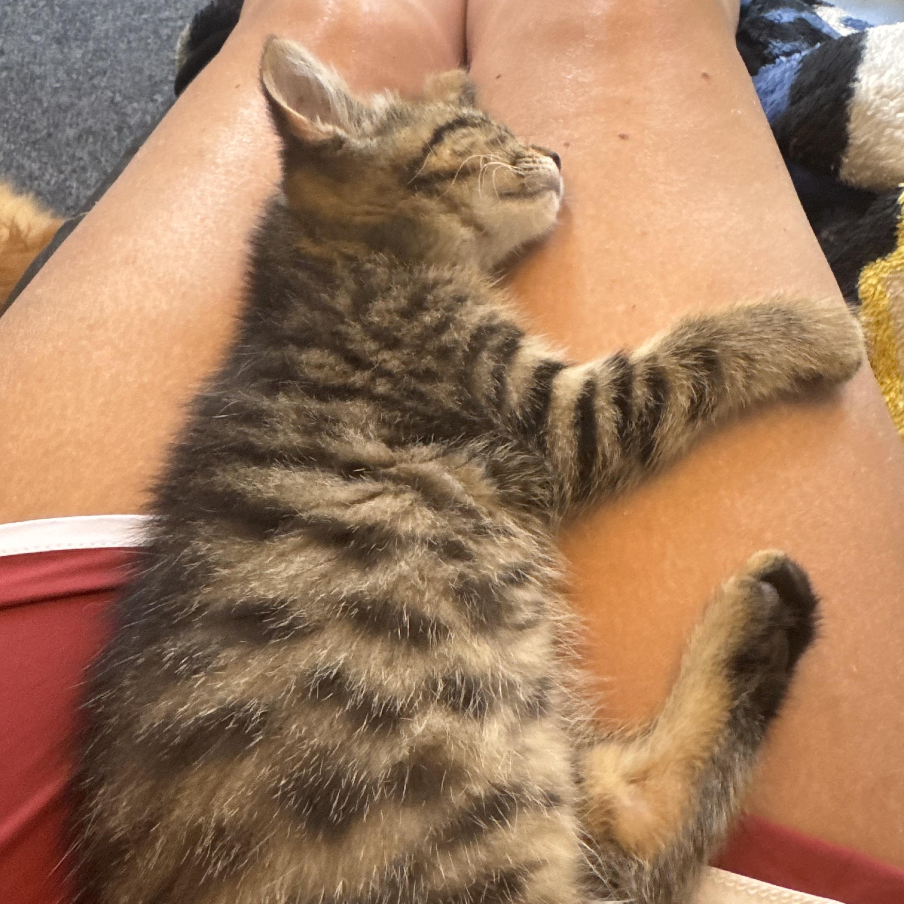Elysia, a ADOPTABLE Tabby in Macomb, MI image 2/2