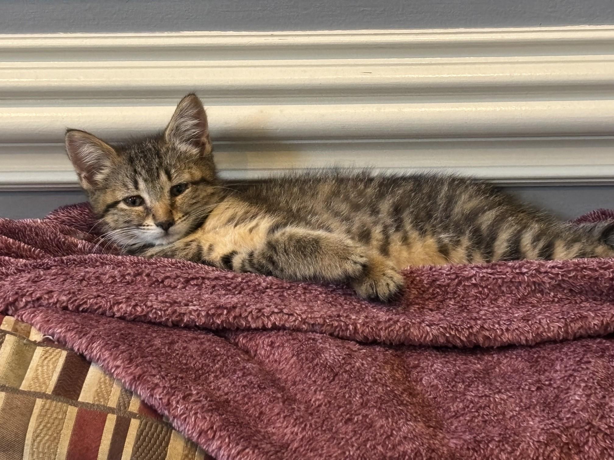 Elysia, a ADOPTABLE Tabby in Macomb, MI image 1/2