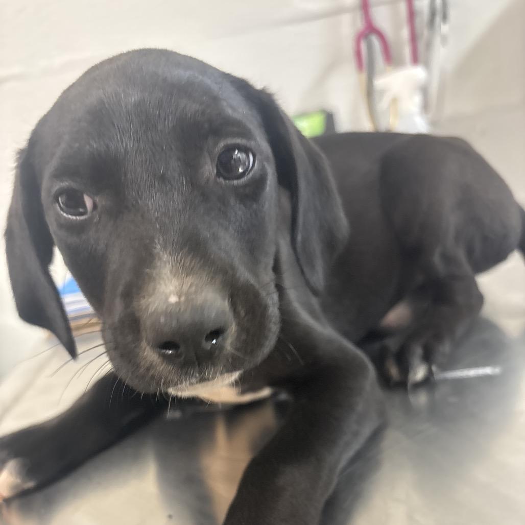 Enlarge Skittles, a Adoptable mixed breed in Clanton, AL image 1/1