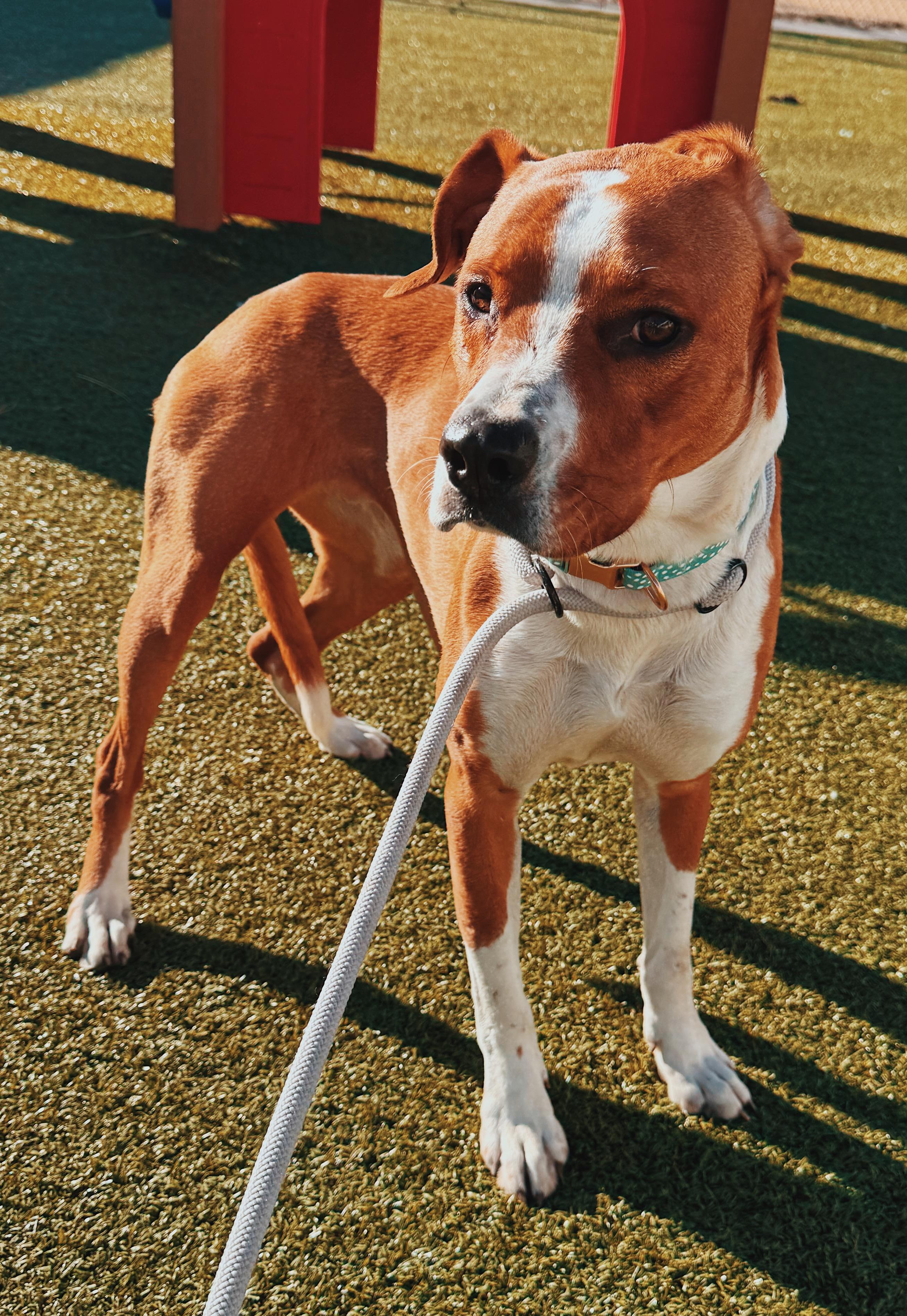 Enlarge Lucky, a ADOPTABLE mixed breed in Hays, KS image 1/6