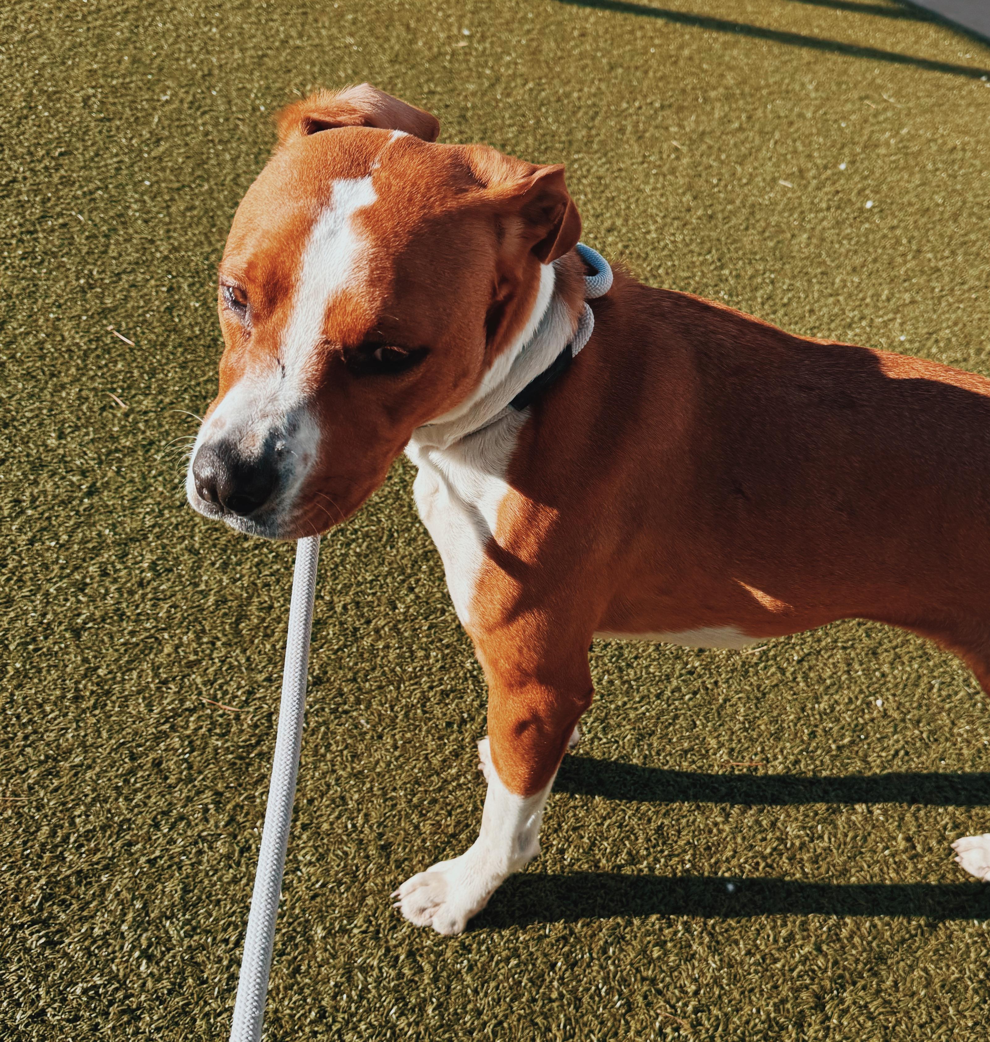 Enlarge Lucky, a ADOPTABLE mixed breed in Hays, KS image 4/6