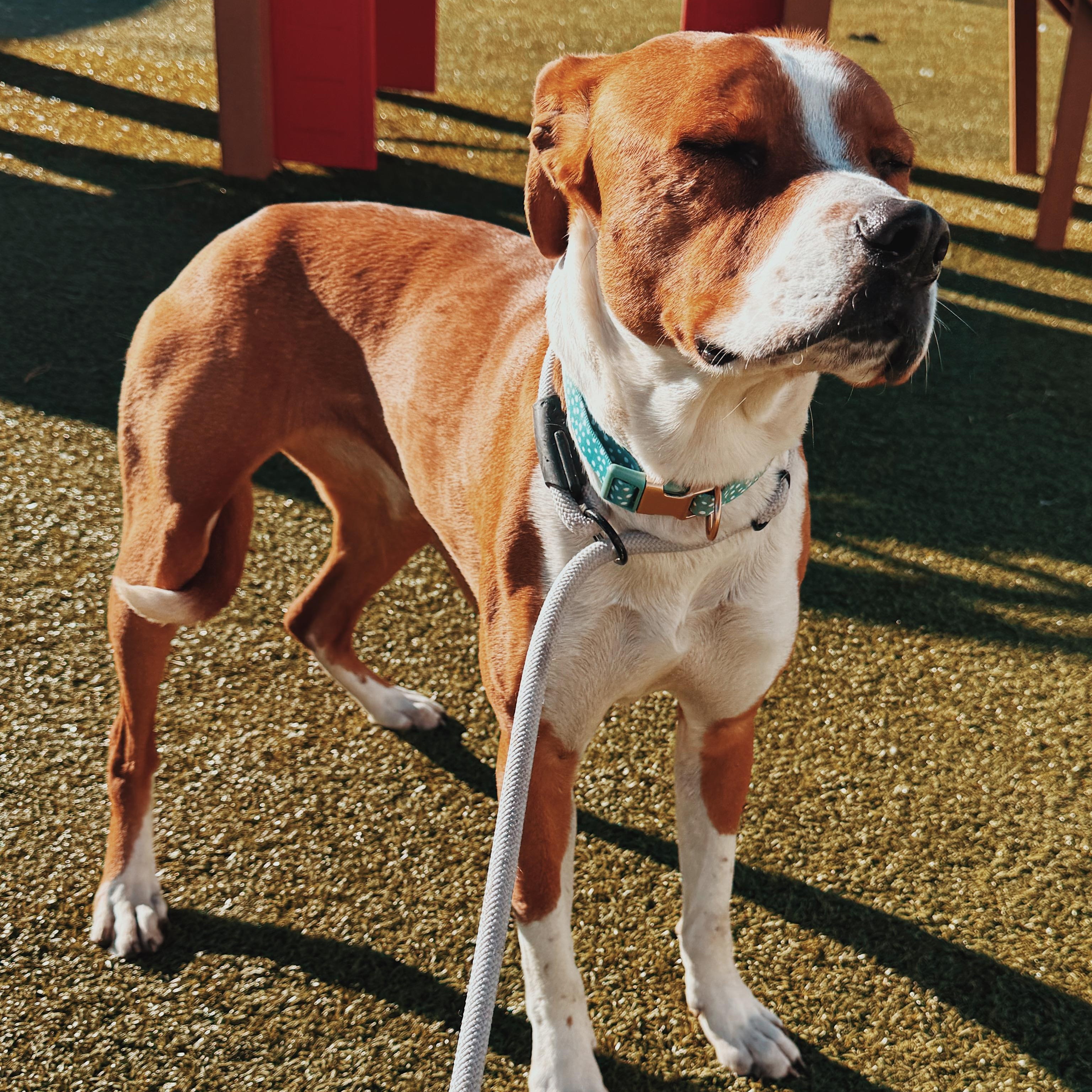 Enlarge Lucky, a ADOPTABLE mixed breed in Hays, KS image 3/6