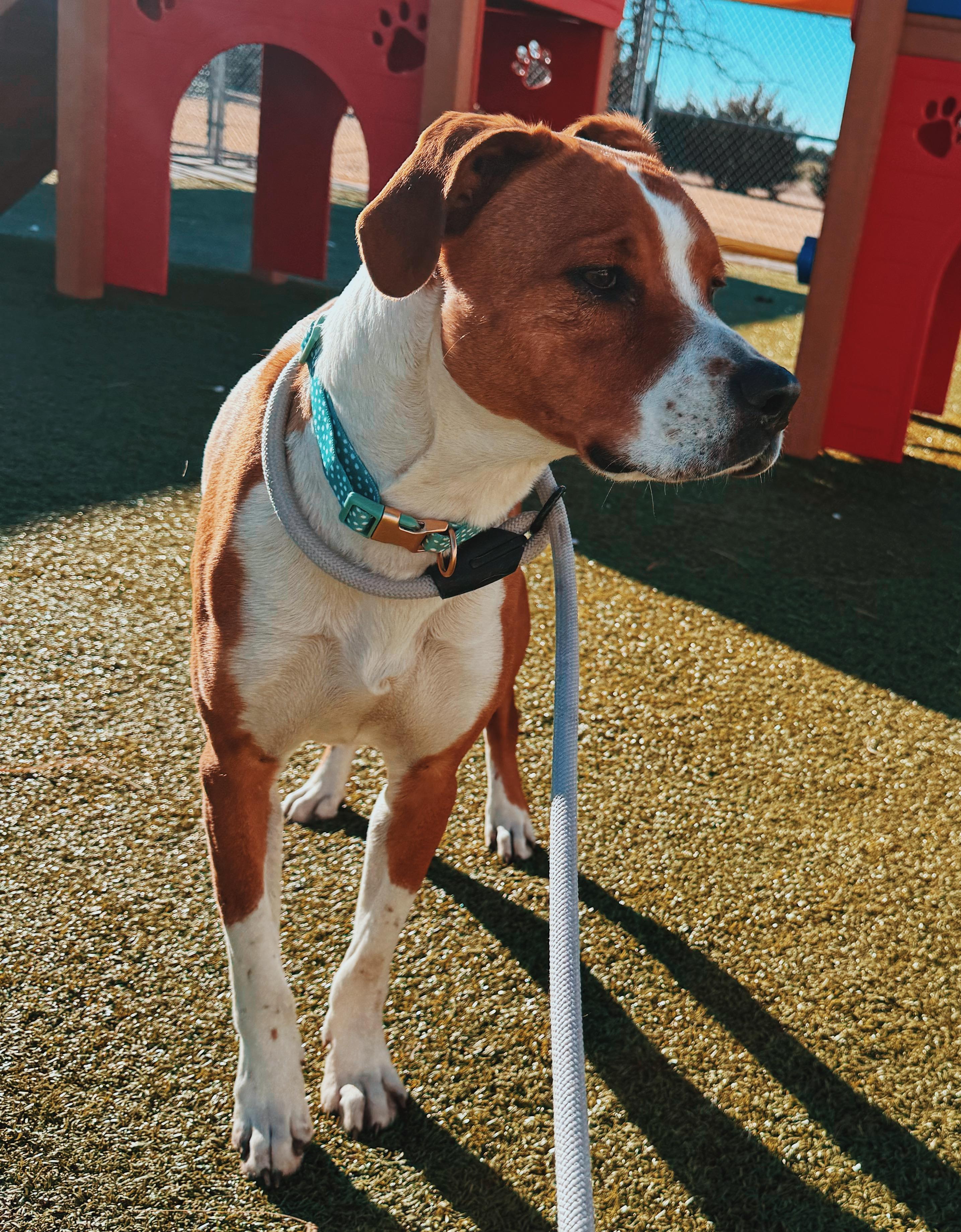 Enlarge Lucky, a ADOPTABLE mixed breed in Hays, KS image 6/6