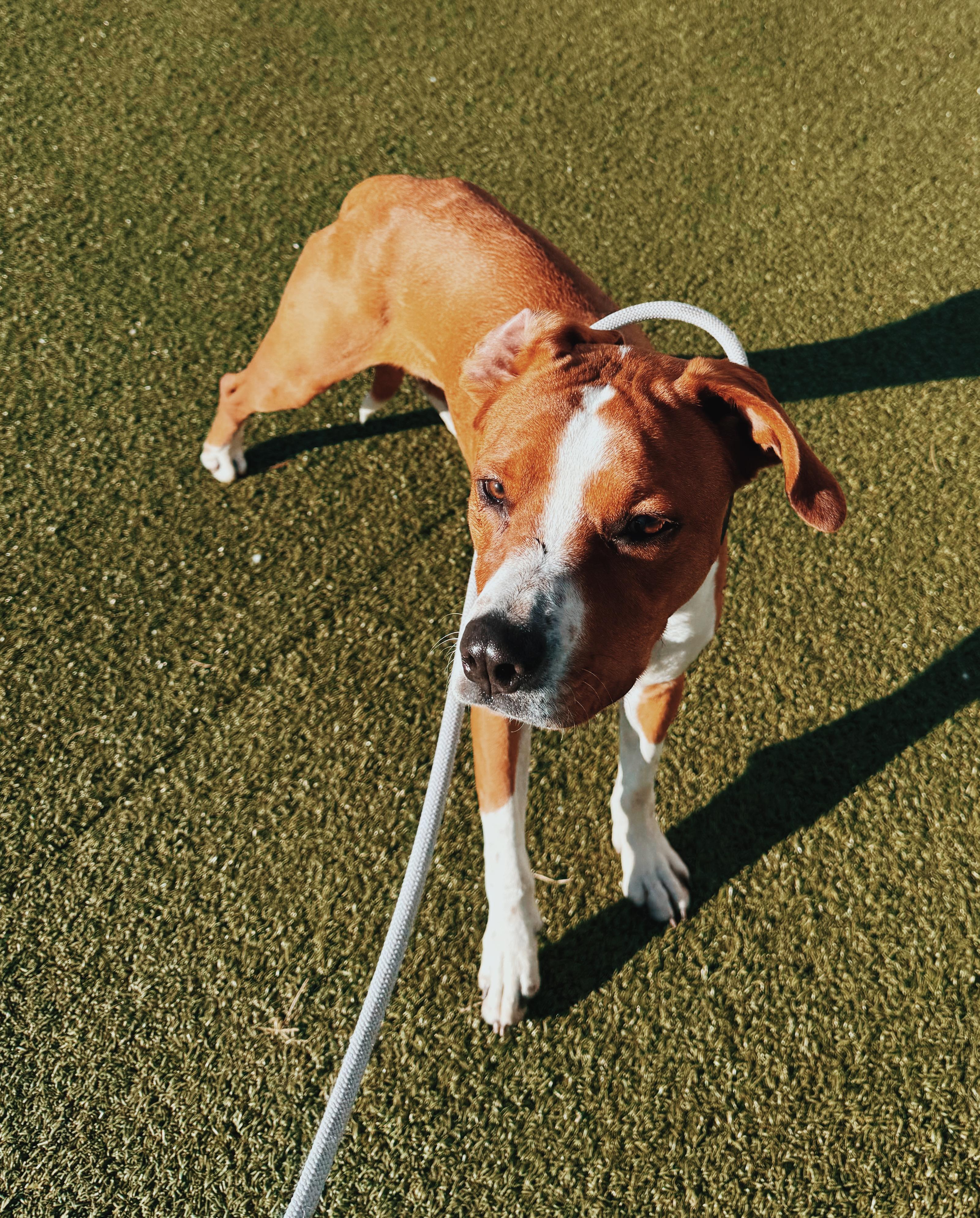Enlarge Lucky, a ADOPTABLE mixed breed in Hays, KS image 5/6