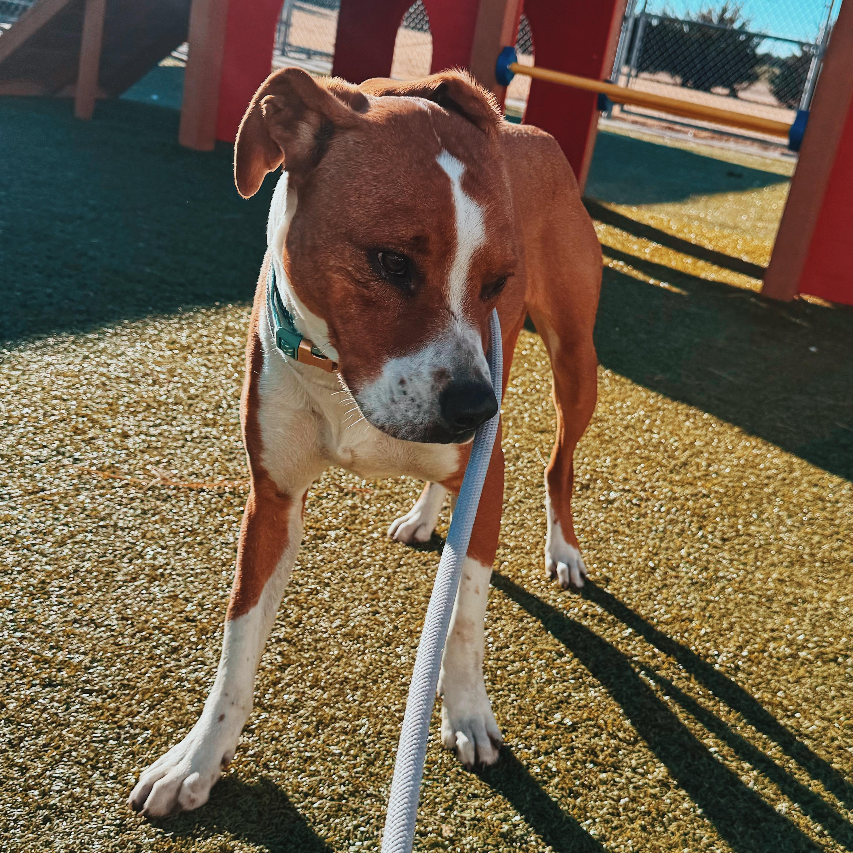 Enlarge Lucky, a ADOPTABLE mixed breed in Hays, KS image 2/6