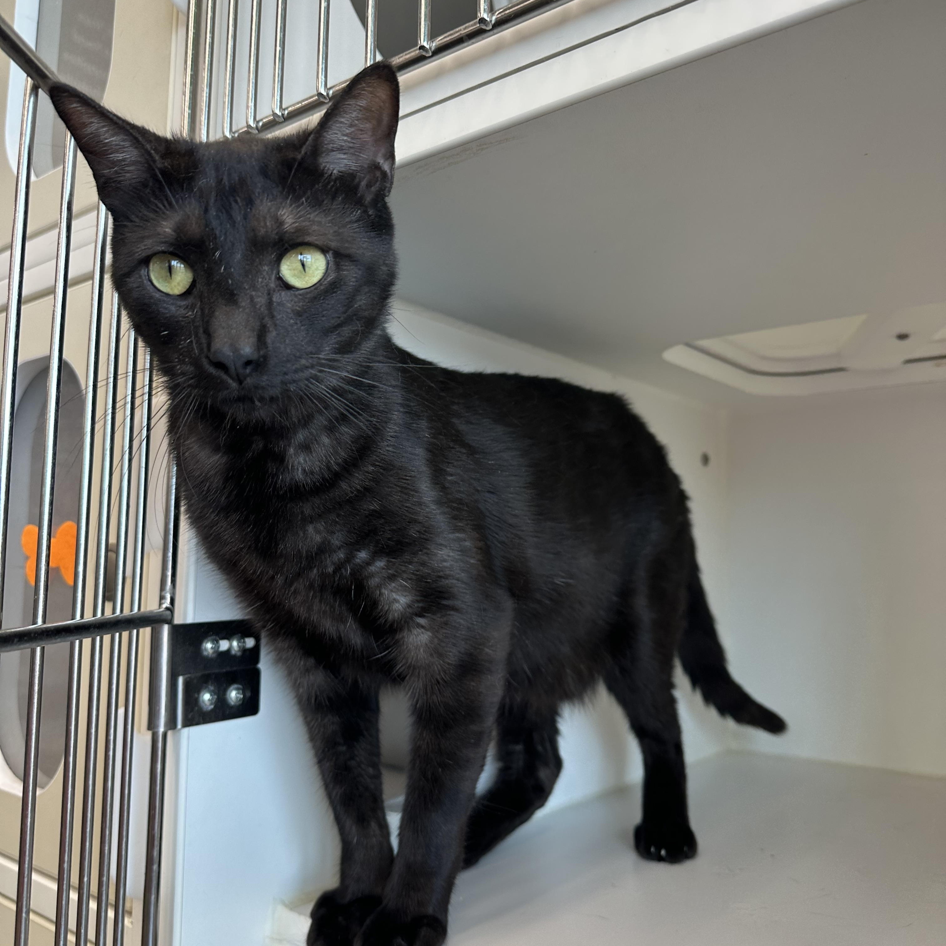 Jinx, Adopted, Adult Male Domestic Short Hair.