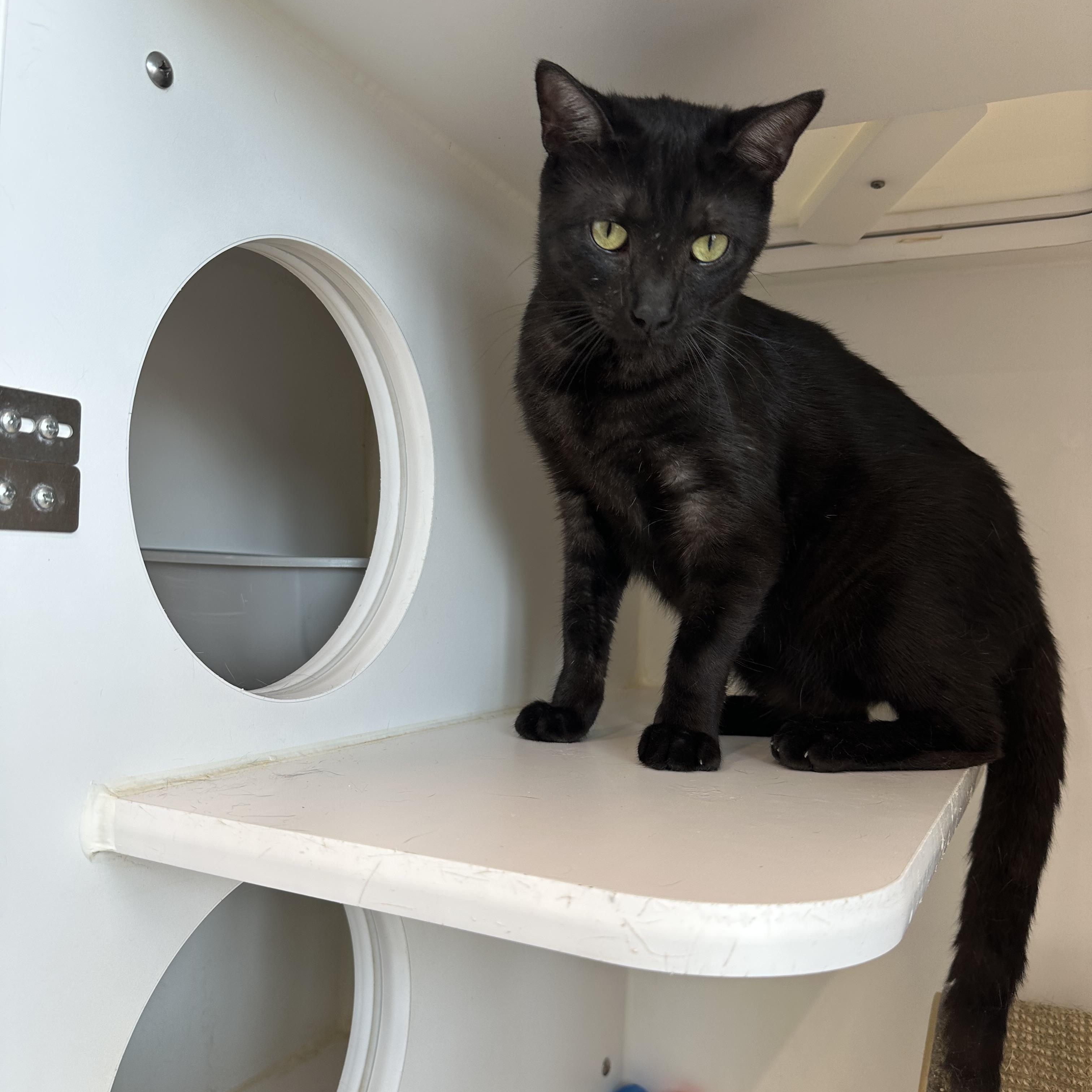 Enlarge Jinx, a Adopted Domestic Short Hair in Corpus Christi, TX image 2/3