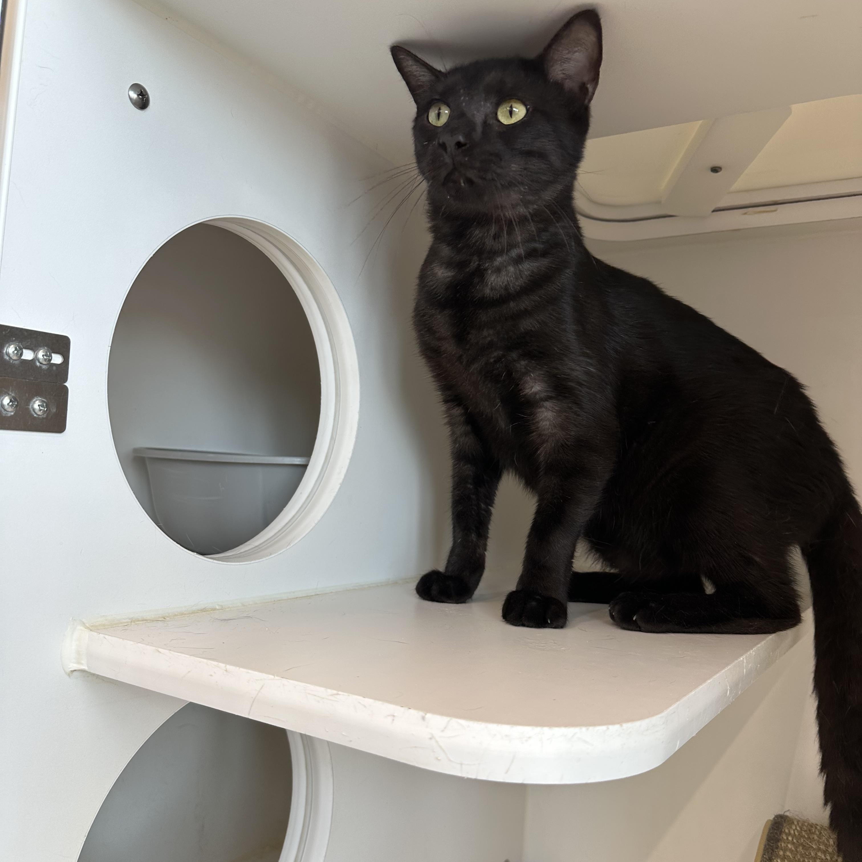 Enlarge Jinx, a Adopted Domestic Short Hair in Corpus Christi, TX image 3/3