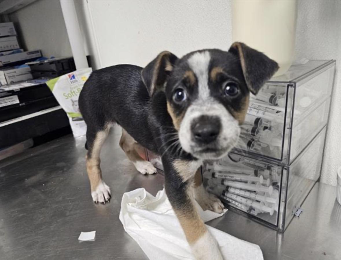 Jinny -- URGENT! LONGTIME RESIDENT!, adopted, Puppy Female Mixed Breed.