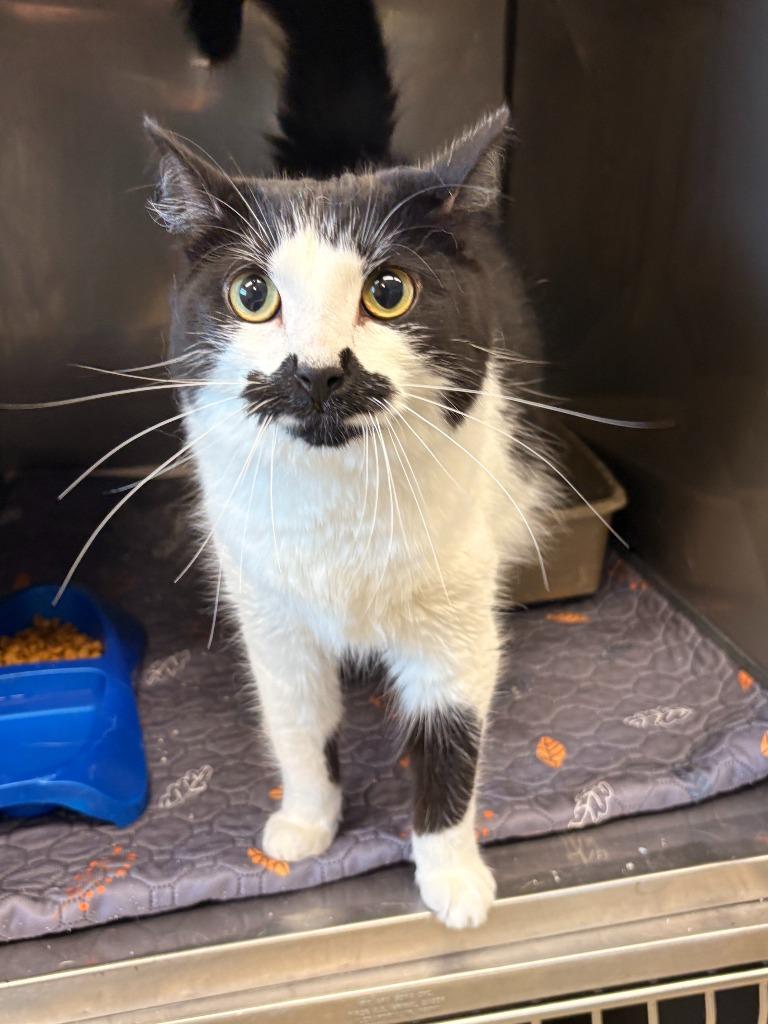 Patches, Adoptable, Young Female Domestic Long Hair.