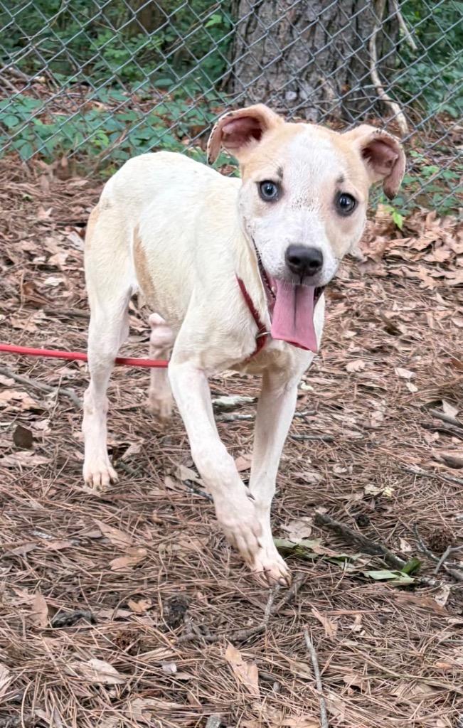 Meadow, Adoptable, Puppy Female Australian Cattle Dog / Blue Heeler.