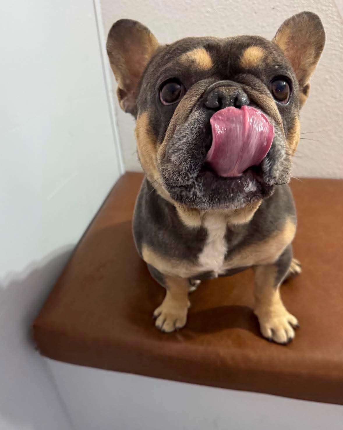 Centario, adopted, Young Male French Bulldog.