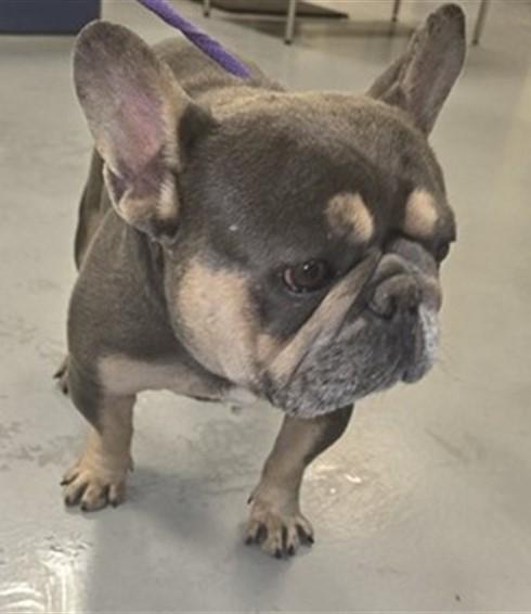 Centario, an adopted French Bulldog in Las Vegas, NV image 2/2
