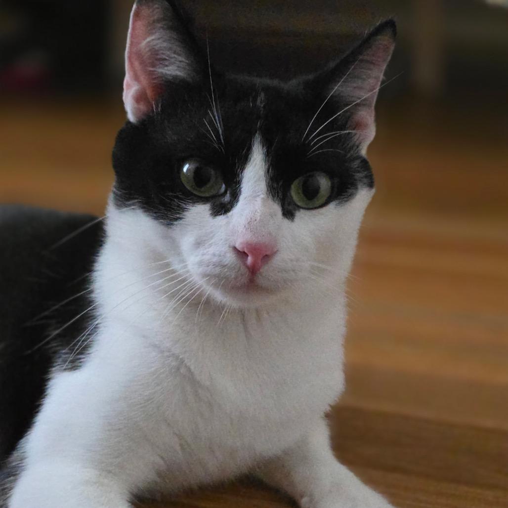 Penguin, Adoptable, Young Male Domestic Short Hair.