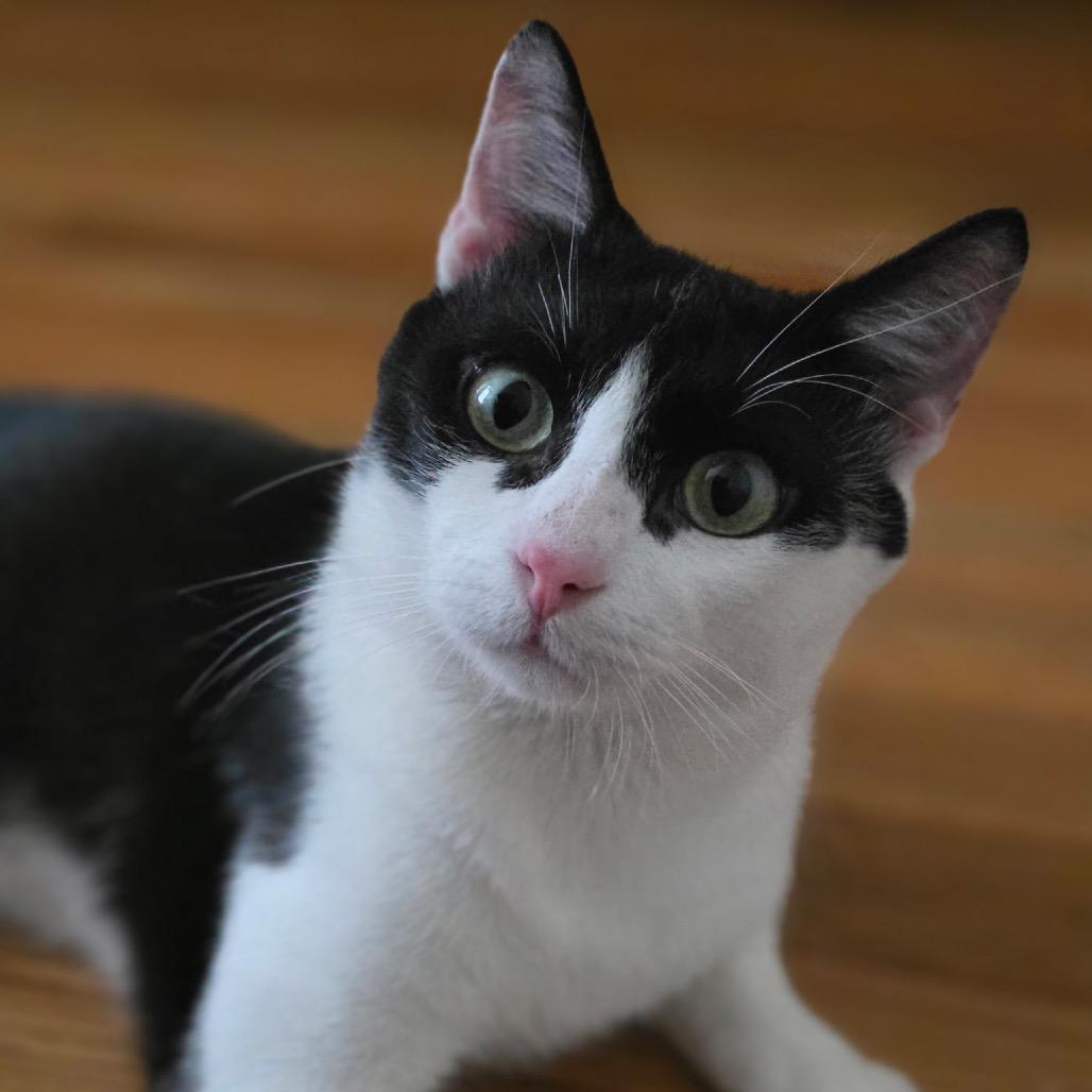 Penguin, a Adoptable Domestic Short Hair in San Antonio, TX image 2/4