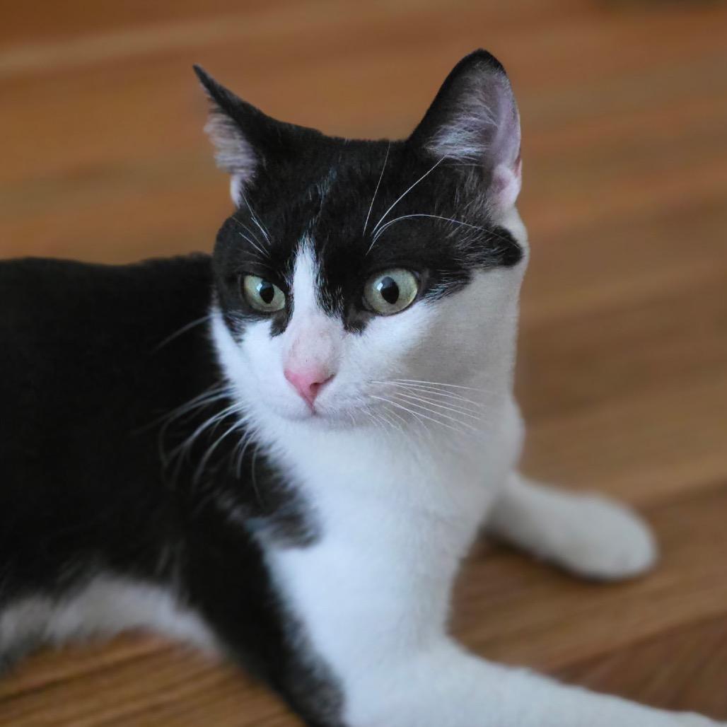 Penguin, a Adoptable Domestic Short Hair in San Antonio, TX image 3/4