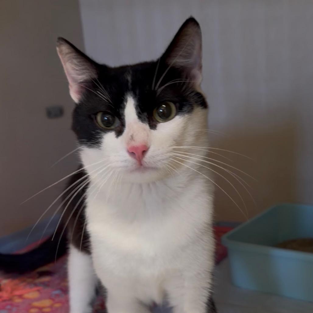 Penguin, a Adoptable Domestic Short Hair in San Antonio, TX image 4/4
