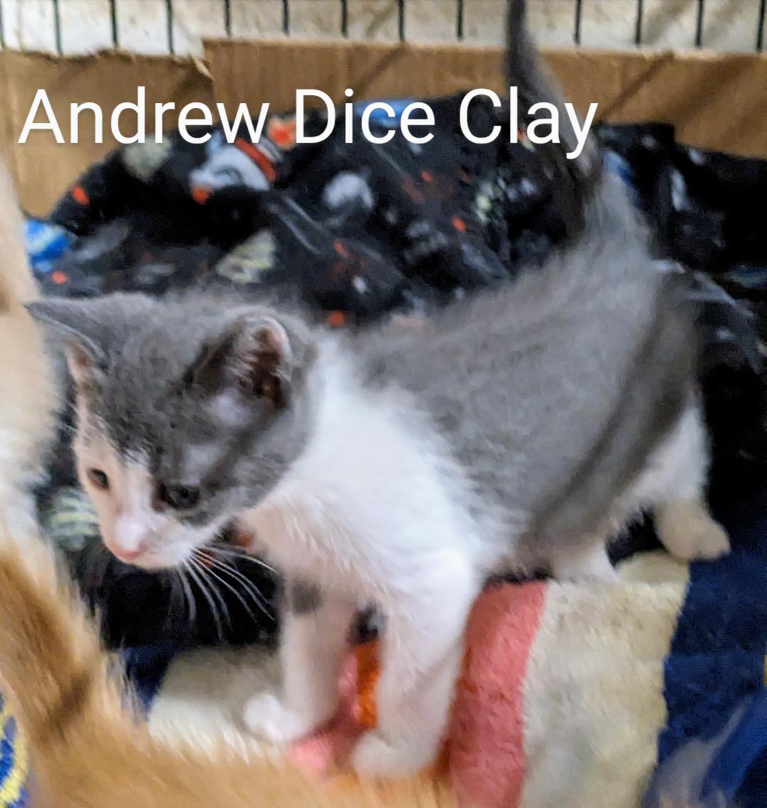 Andrew Dice Clay