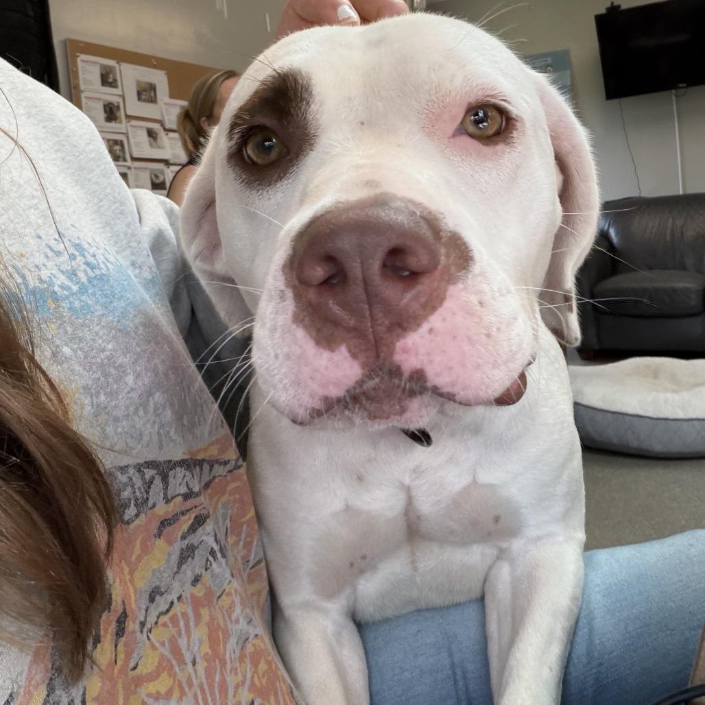 Ashley, Adoptable, Adult Female Pit Bull Terrier.