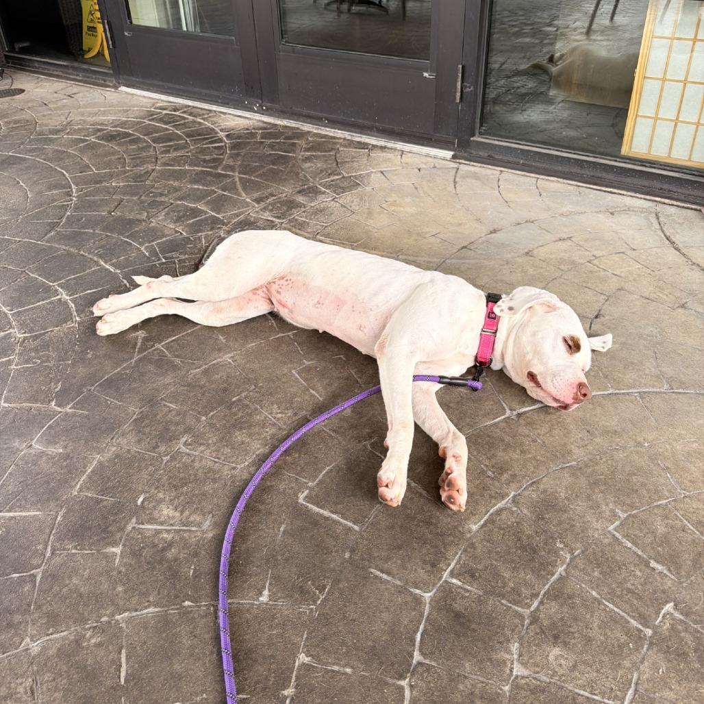 Enlarge Ashley, a Adoptable Pit Bull Terrier in Delaware, OH image 2/6
