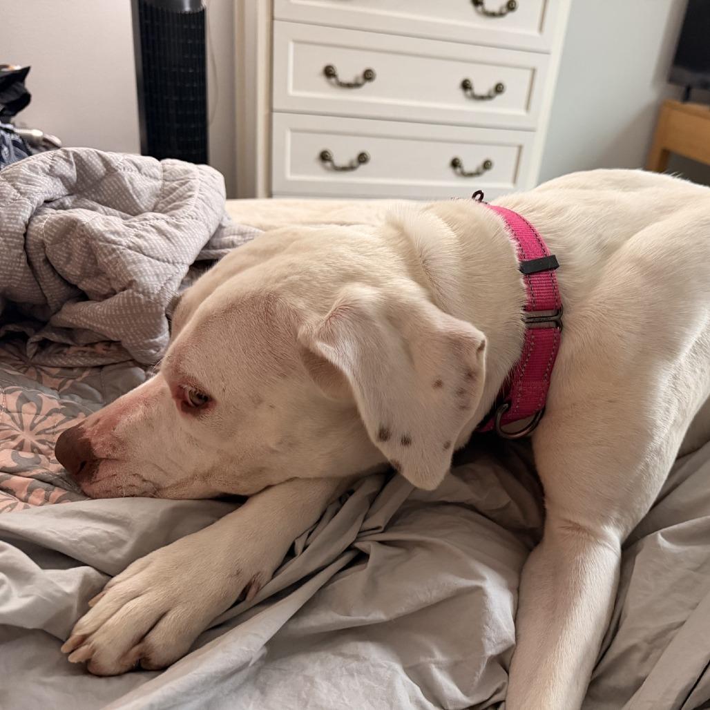 Enlarge Ashley, a Adoptable Pit Bull Terrier in Delaware, OH image 3/6