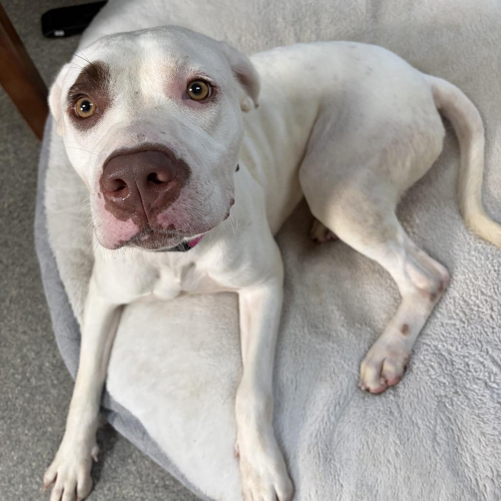 Enlarge Ashley, a Adoptable Pit Bull Terrier in Delaware, OH image 4/6