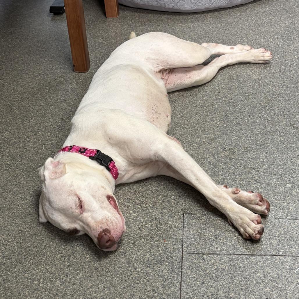 Enlarge Ashley, a Adoptable Pit Bull Terrier in Delaware, OH image 5/6