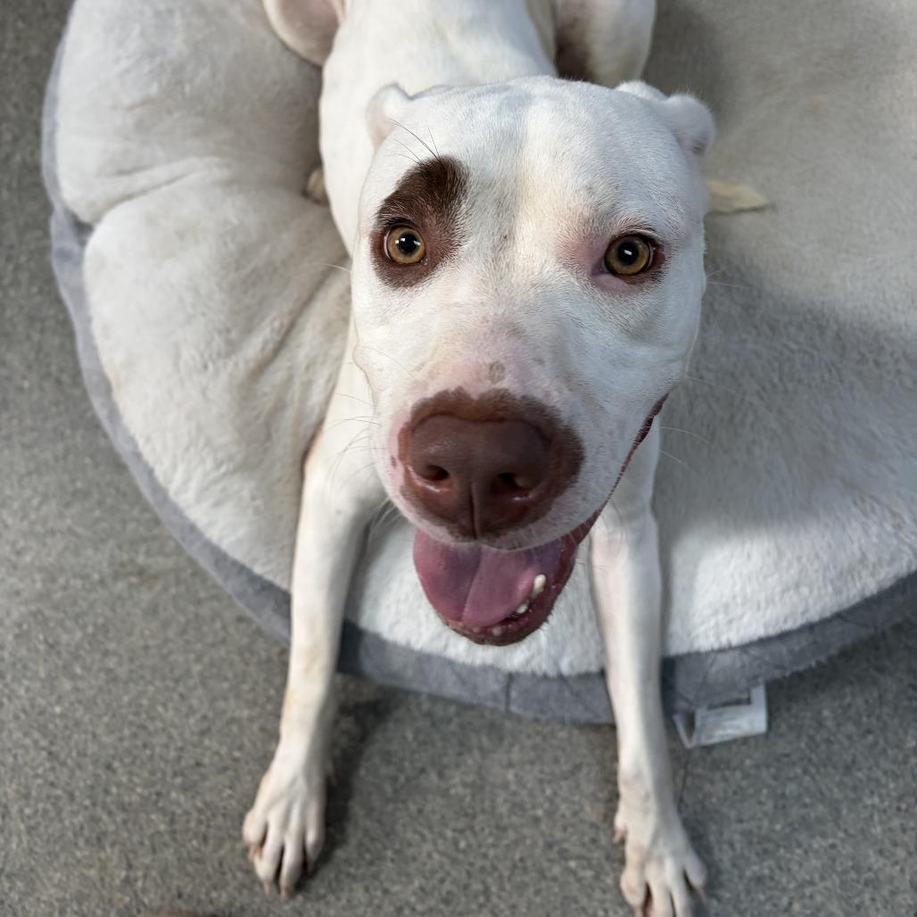 Enlarge Ashley, a Adoptable Pit Bull Terrier in Delaware, OH image 6/6