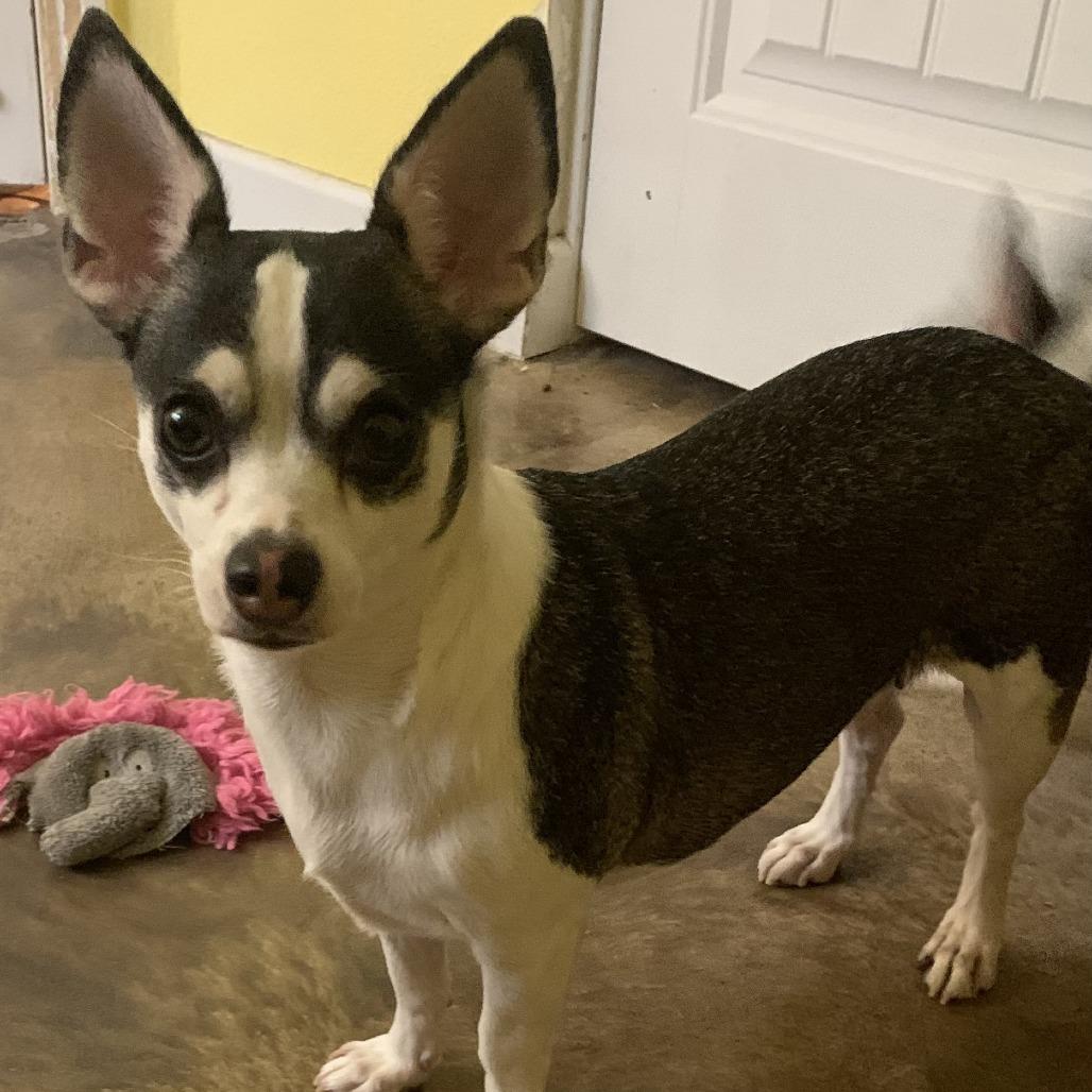 Blanche, Adoptable, Adult Female Chihuahua.