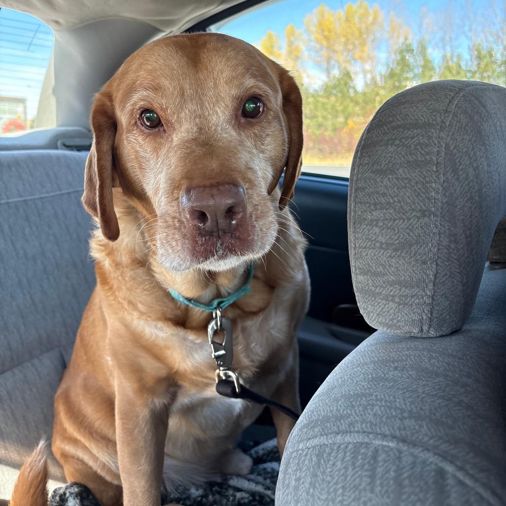 Lucky, Adoptable, Senior Male Yellow Labrador Retriever & Golden Retriever.