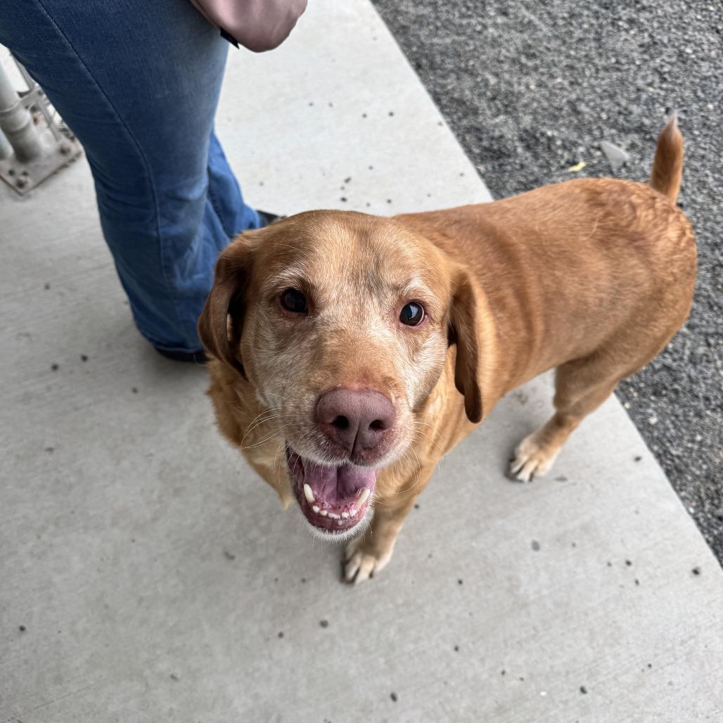Enlarge Lucky, a Adoptable mixed breed in Pullman, WA image 2/6