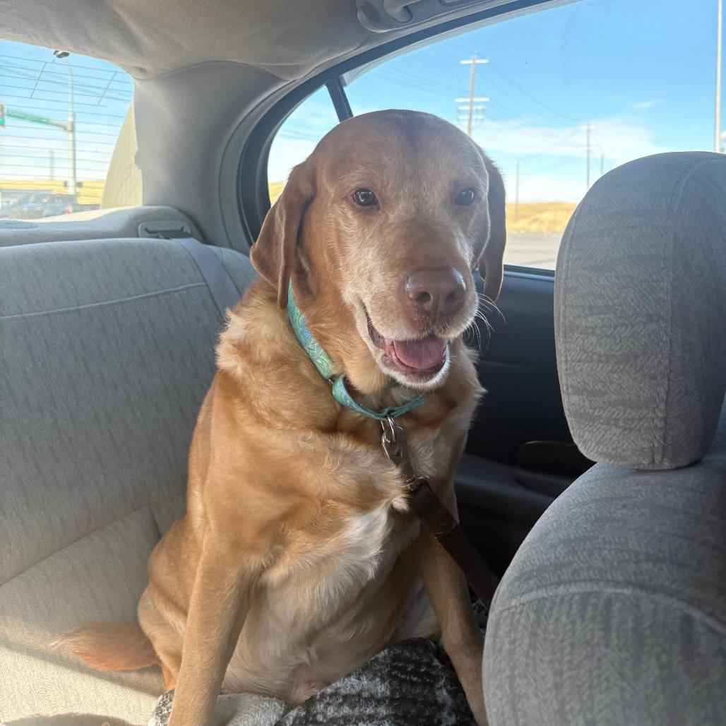 Enlarge Lucky, a Adoptable mixed breed in Pullman, WA image 5/6