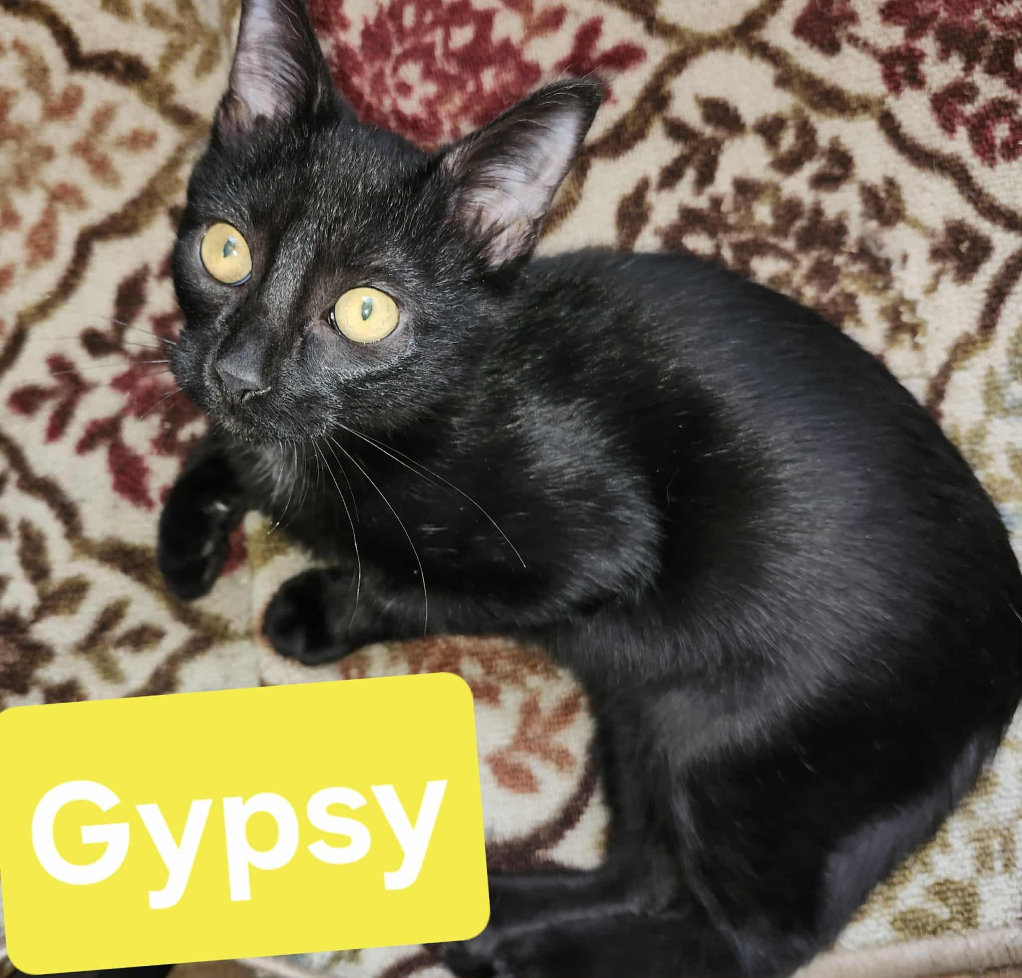 Gypsy