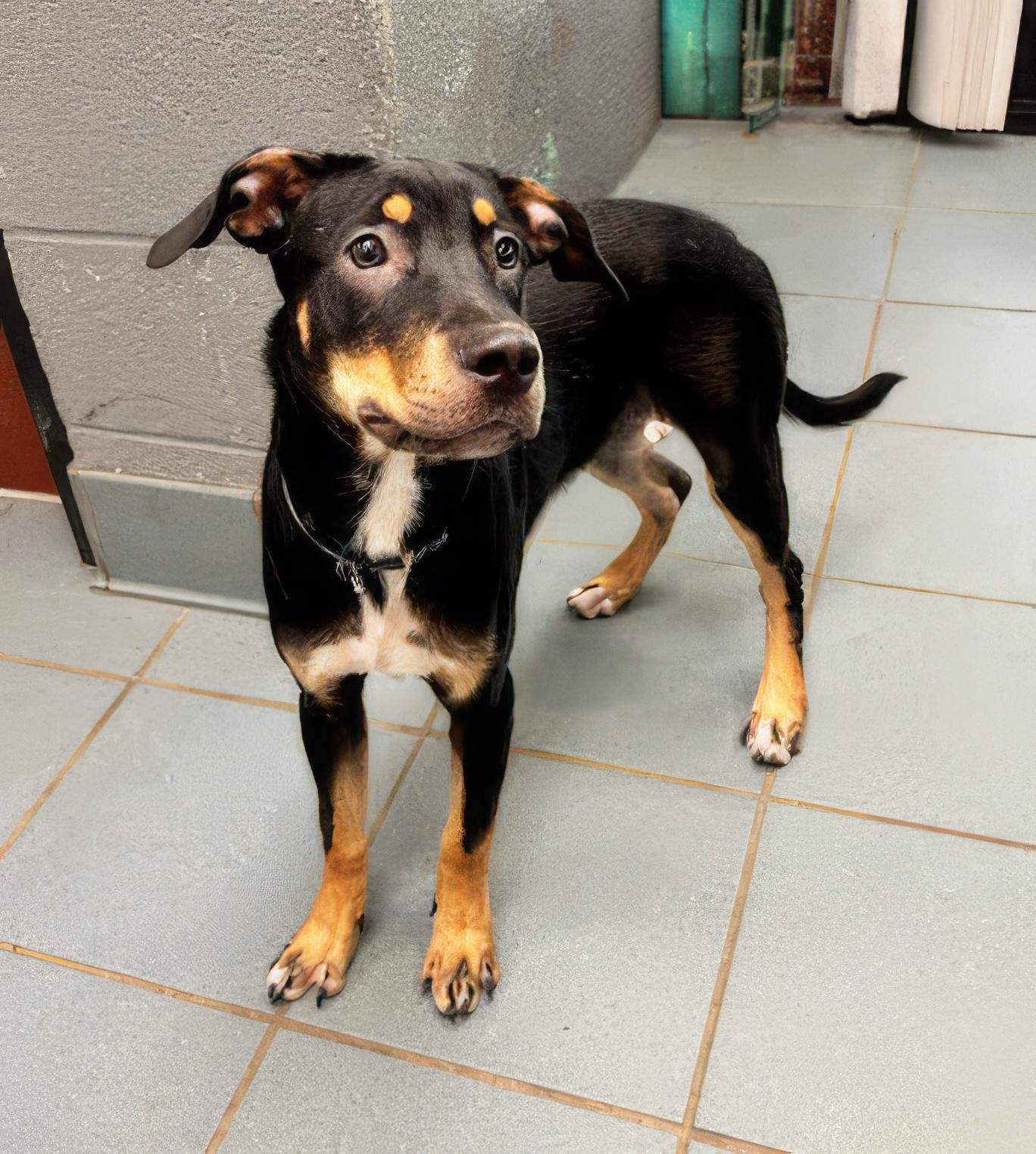 Nairobi, ADOPTABLE, Young Female Mixed Breed.