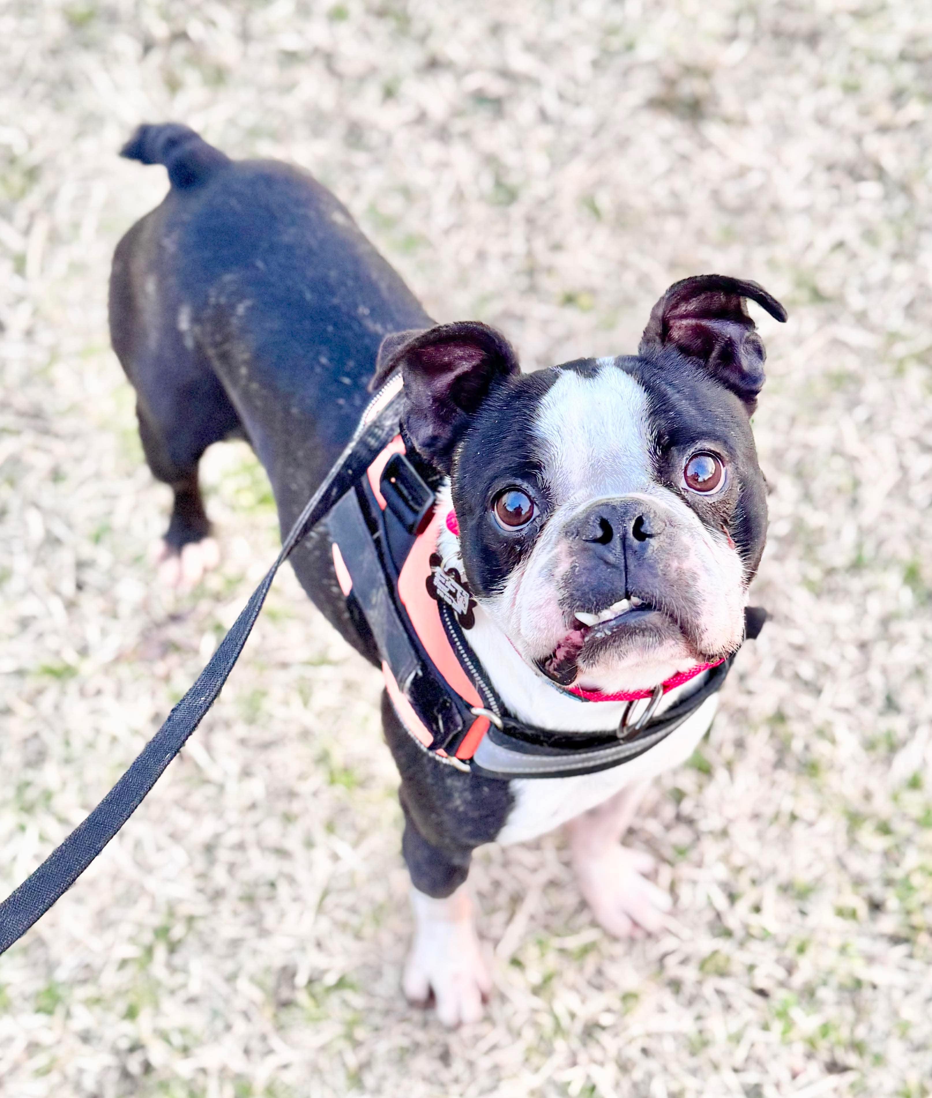 Enlarge Alan, a Adopted Boston Terrier in Muskogee, OK image 1/6