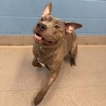 Enlarge Snoop, a ADOPTABLE mixed breed in Hilliard, OH image 2/2