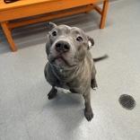 Snoop, ADOPTABLE, Young Male Mixed Breed & Pit Bull Terrier.