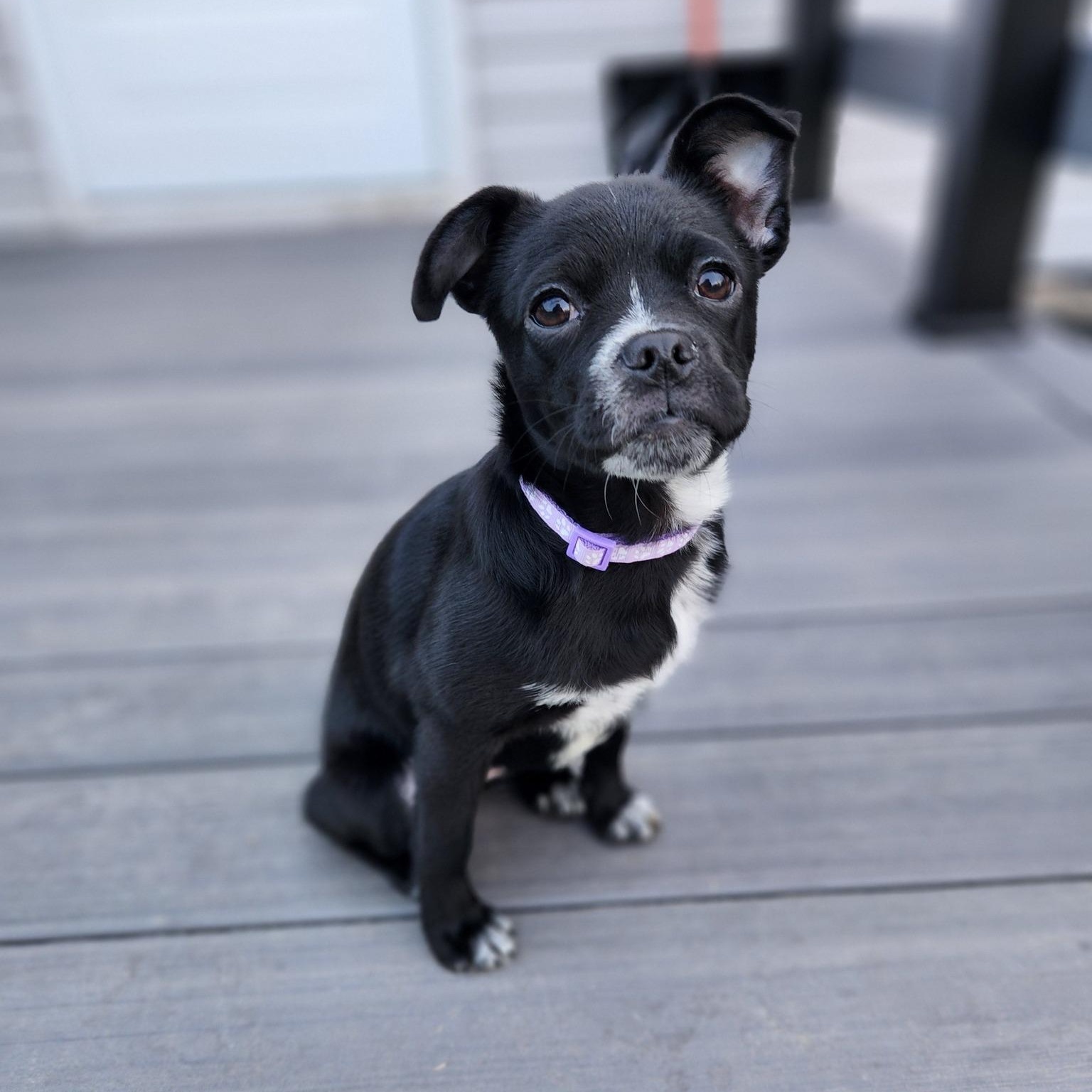 Enlarge Pugley, a ADOPTABLE mixed breed in Racine, WI image 3/4