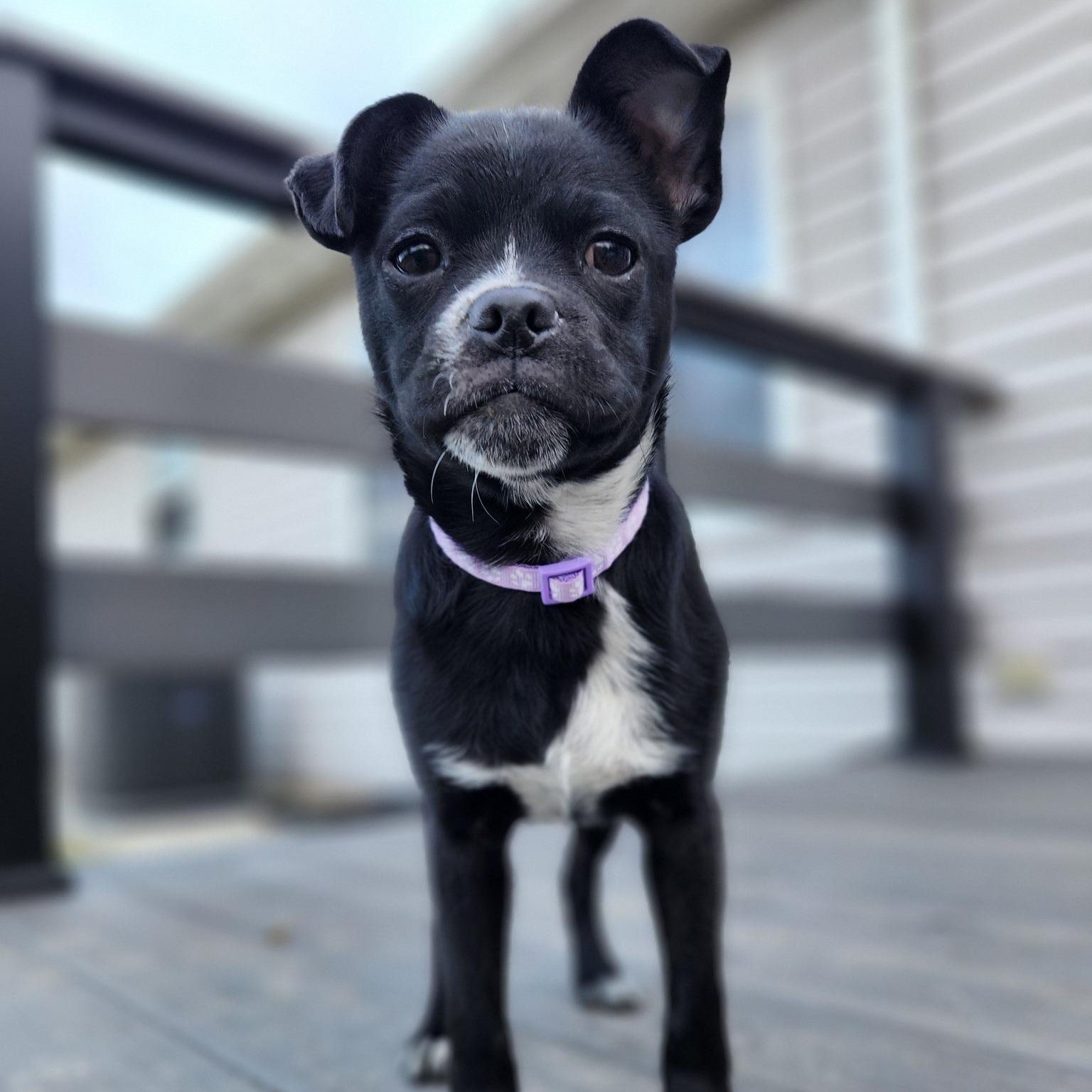 Enlarge Pugley, a ADOPTABLE mixed breed in Racine, WI image 1/4