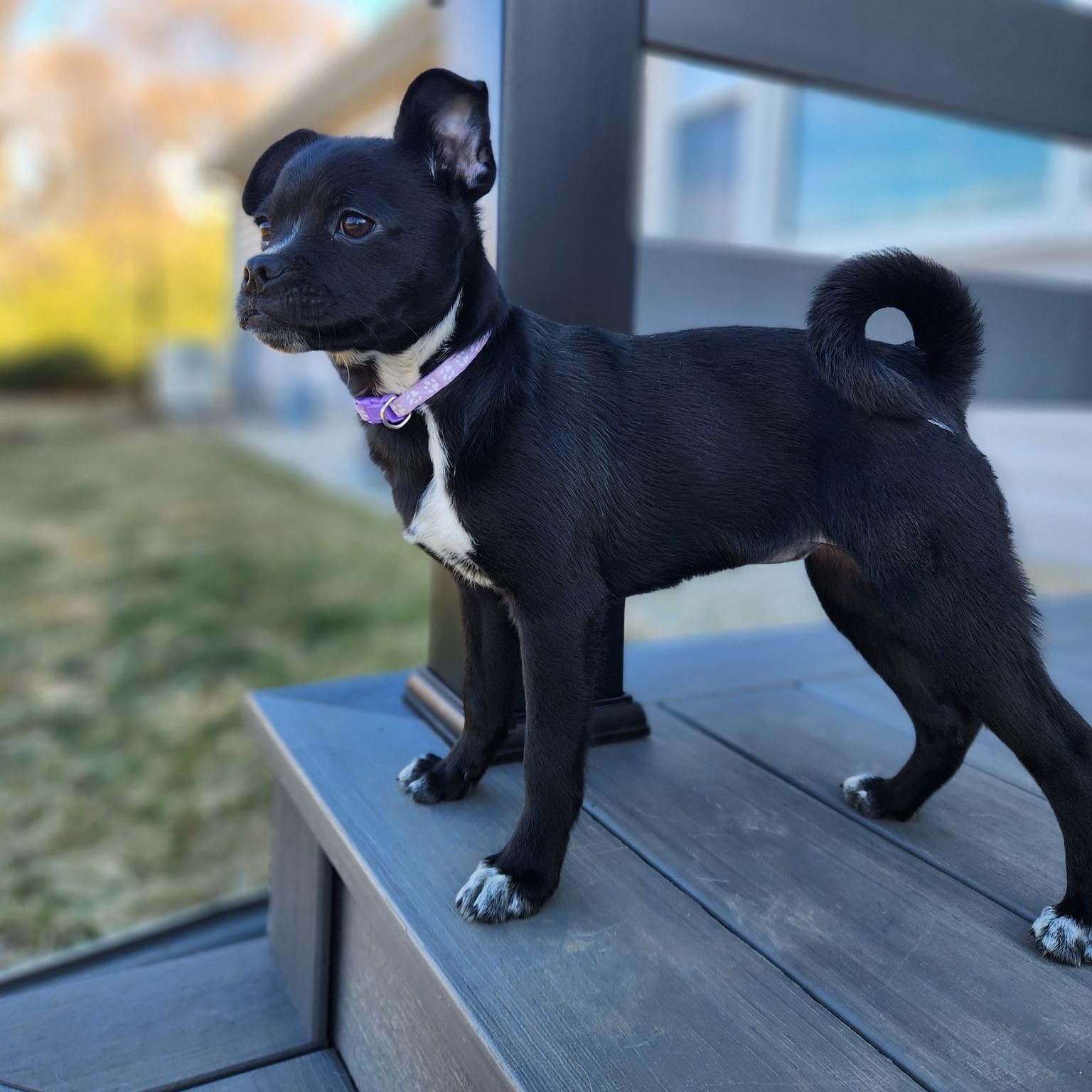 Enlarge Pugley, a ADOPTABLE mixed breed in Racine, WI image 2/4