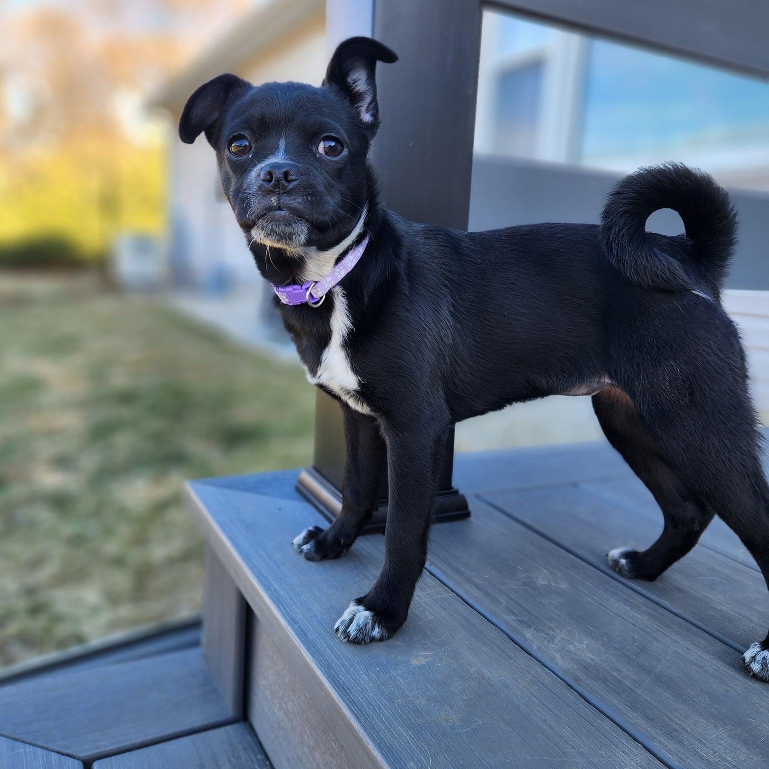 Enlarge Pugley, a ADOPTABLE mixed breed in Racine, WI image 4/4