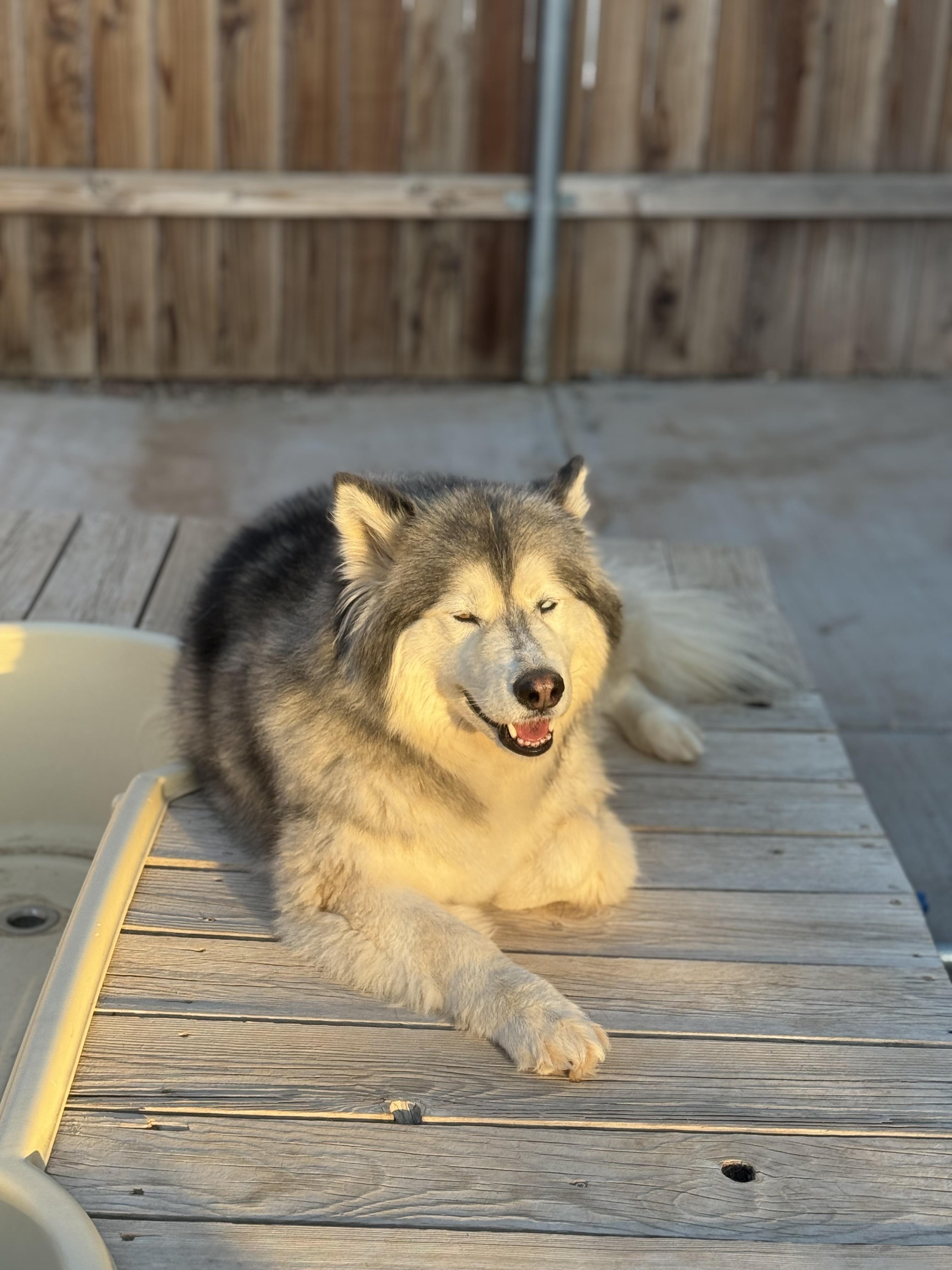 Enlarge Serafina, a Adoptable Siberian Husky in Hesperia, CA image 1/2
