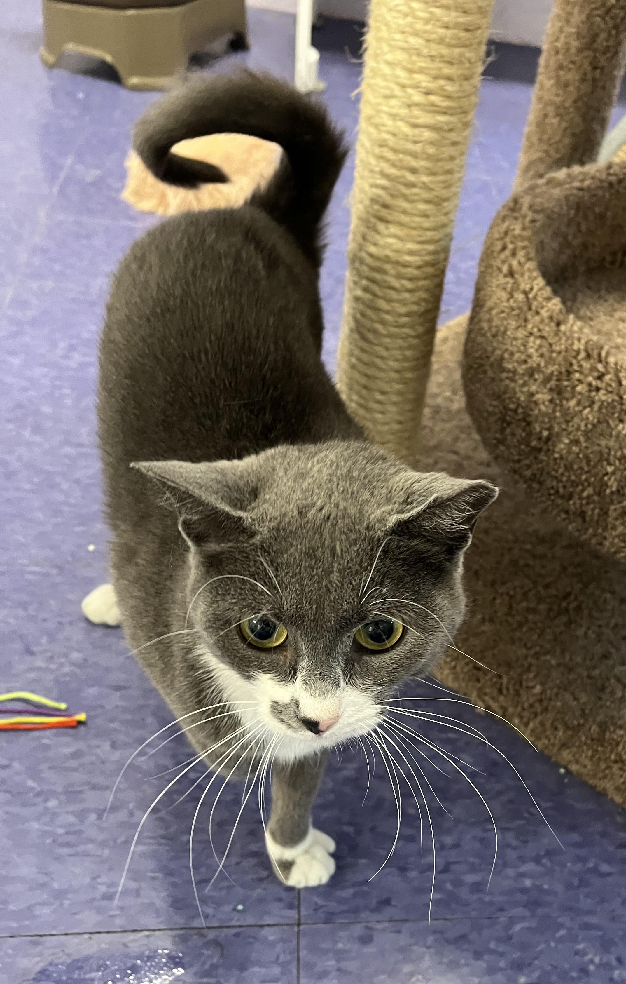 Enlarge Vanna, a ADOPTABLE Domestic Short Hair in Harrison, NY image 5/6