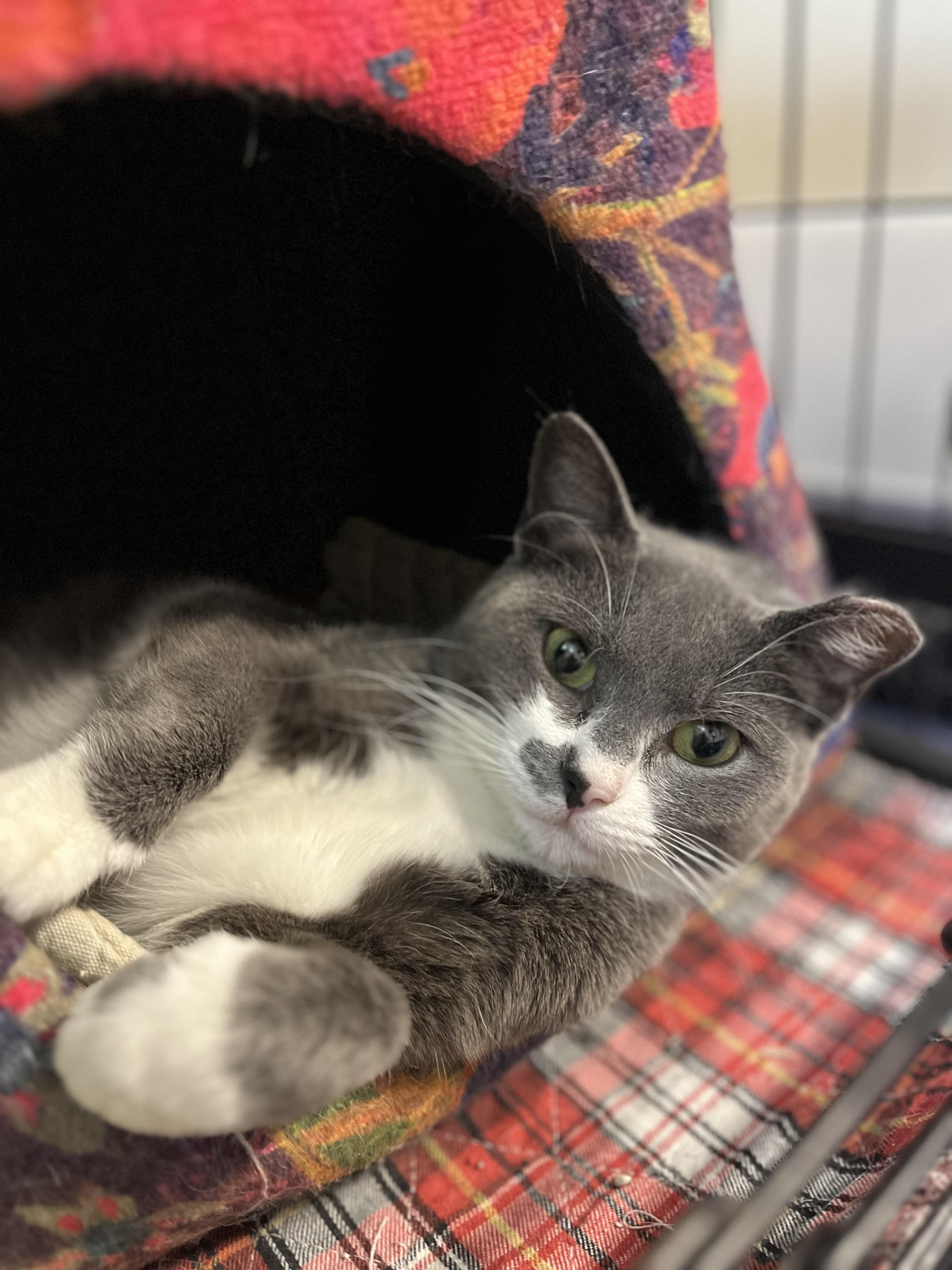 Enlarge Vanna, a ADOPTABLE Domestic Short Hair in Harrison, NY image 6/6